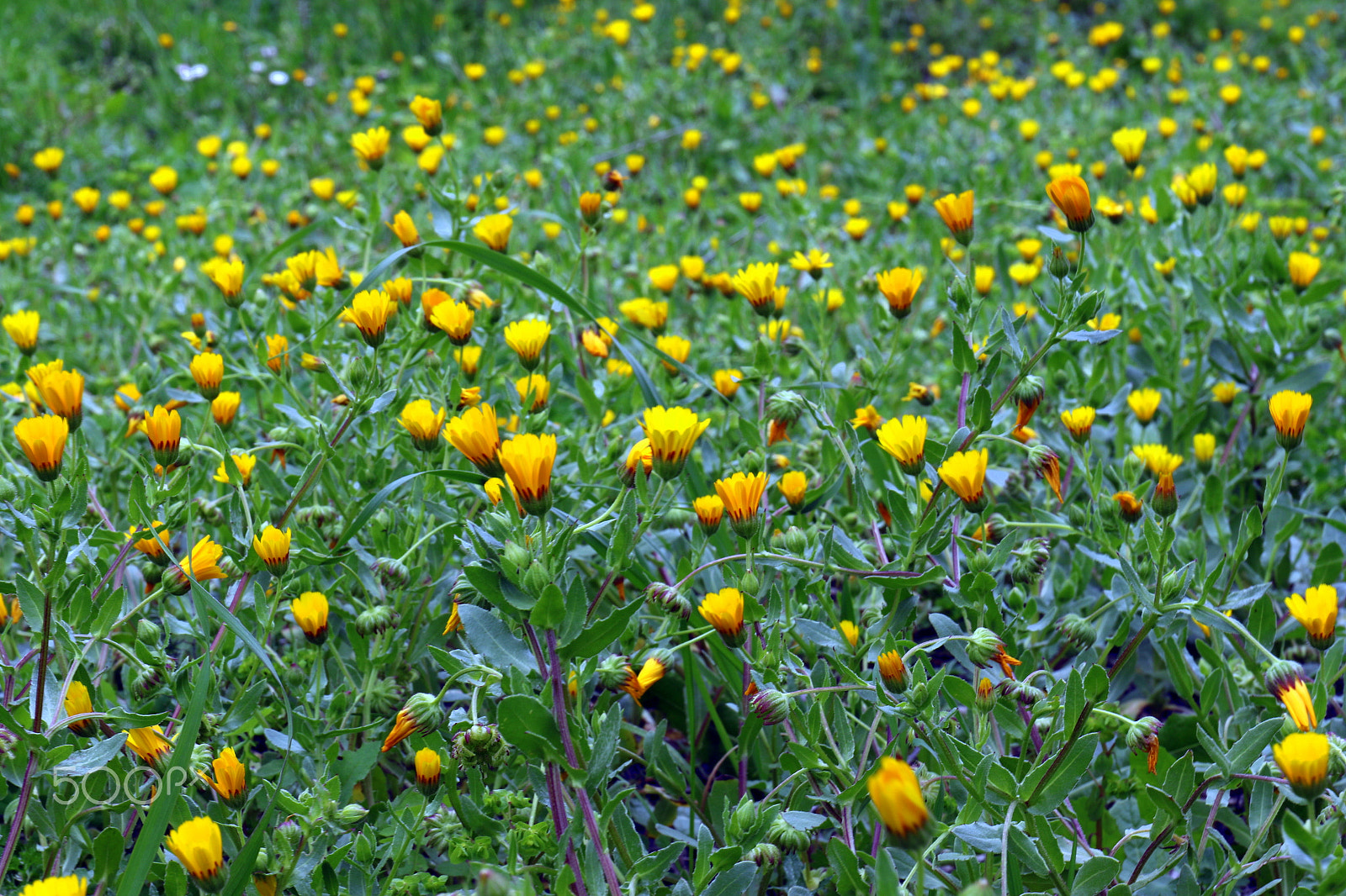 Canon EF 24-70mm F4L IS USM sample photo. Yellows photography