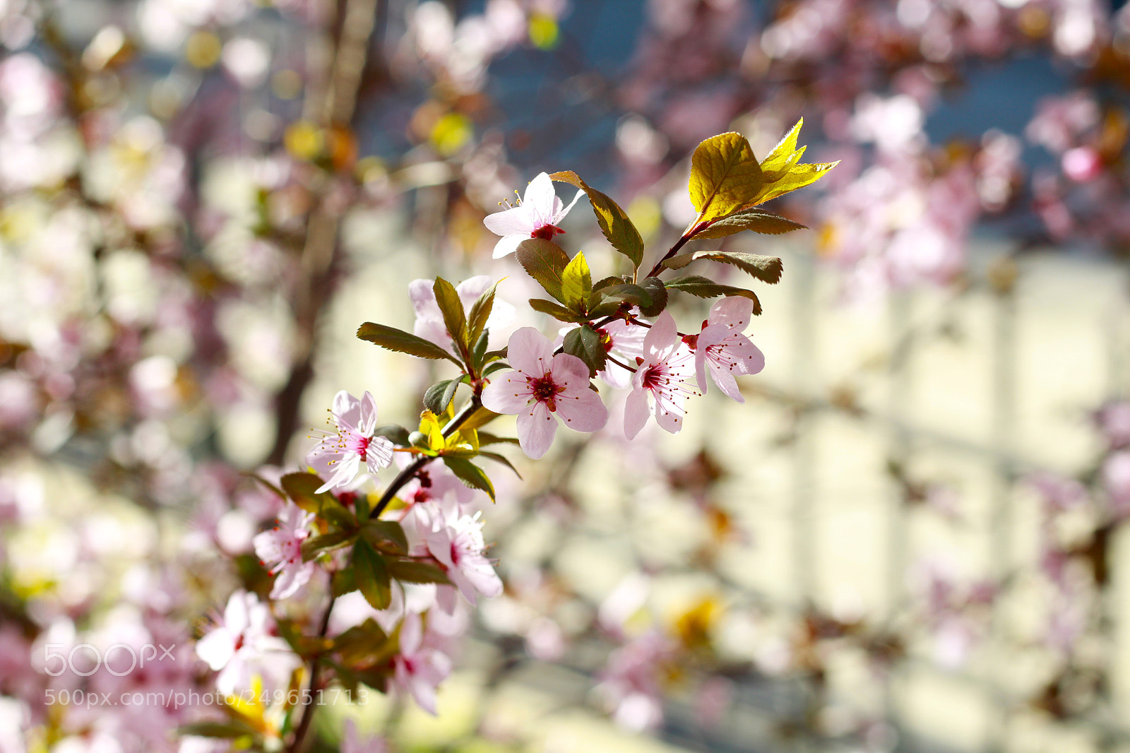 Canon EOS 1200D (EOS Rebel T5 / EOS Kiss X70 / EOS Hi) sample photo. Spring ? photography