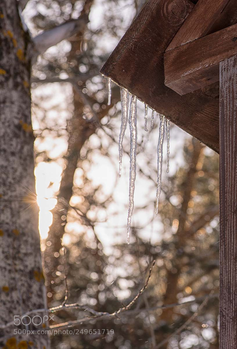 Nikon D800 sample photo. Spring ~ icicles photography