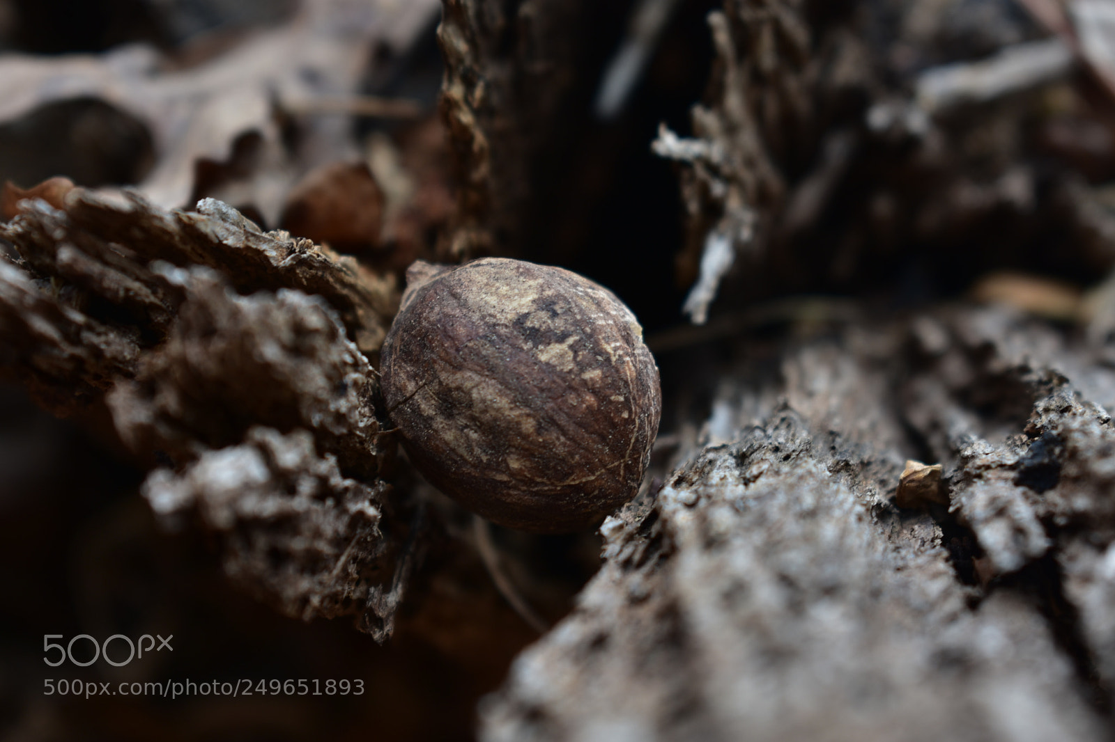 Nikon D3400 sample photo. Lonely acorn photography
