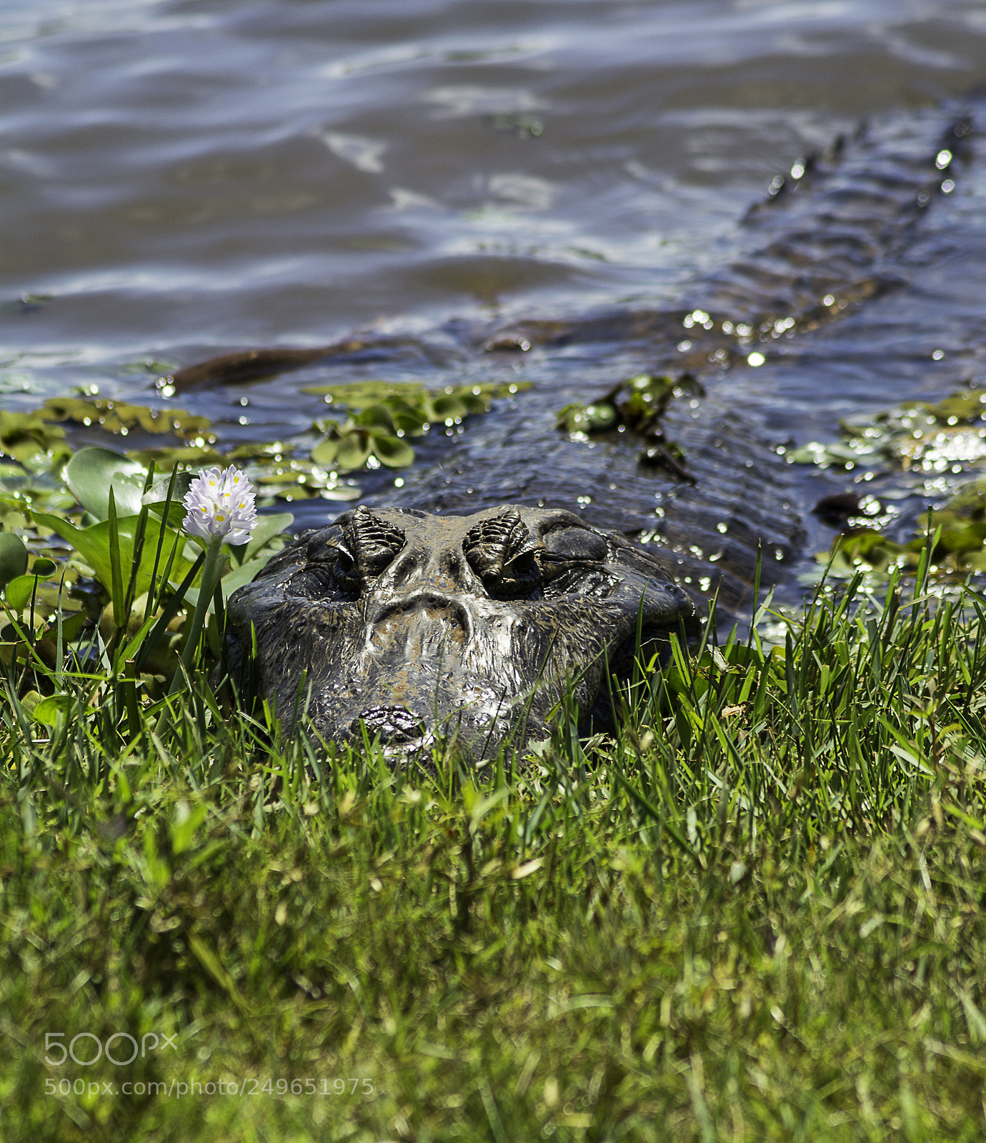 Nikon D5200 sample photo. Alligator photography