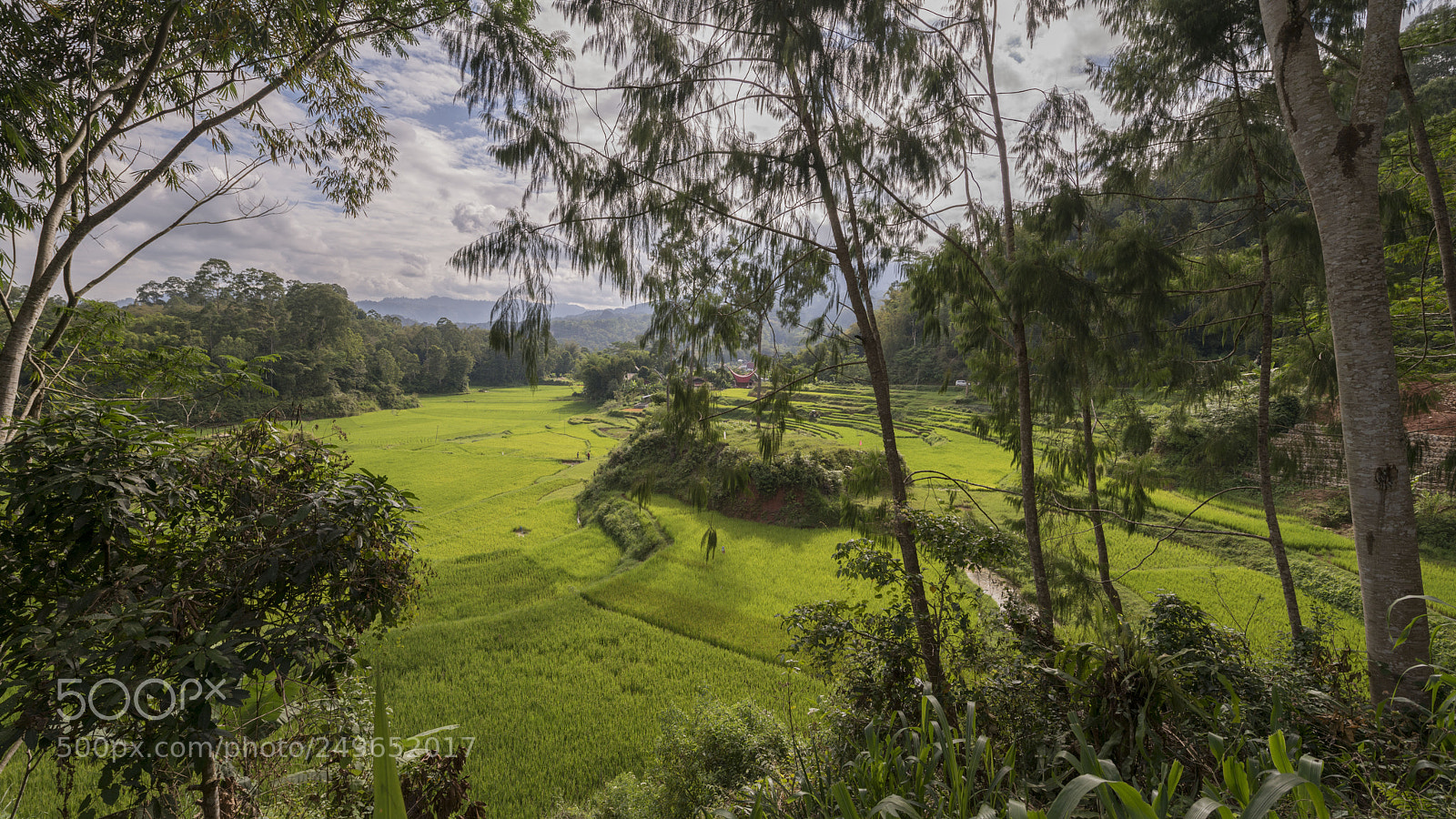 Nikon D800 sample photo. Tana toraja rice fields photography