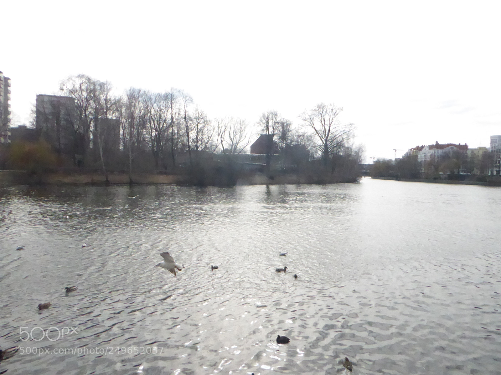 Panasonic DMC-TZ71 sample photo. Skybird songtext photography