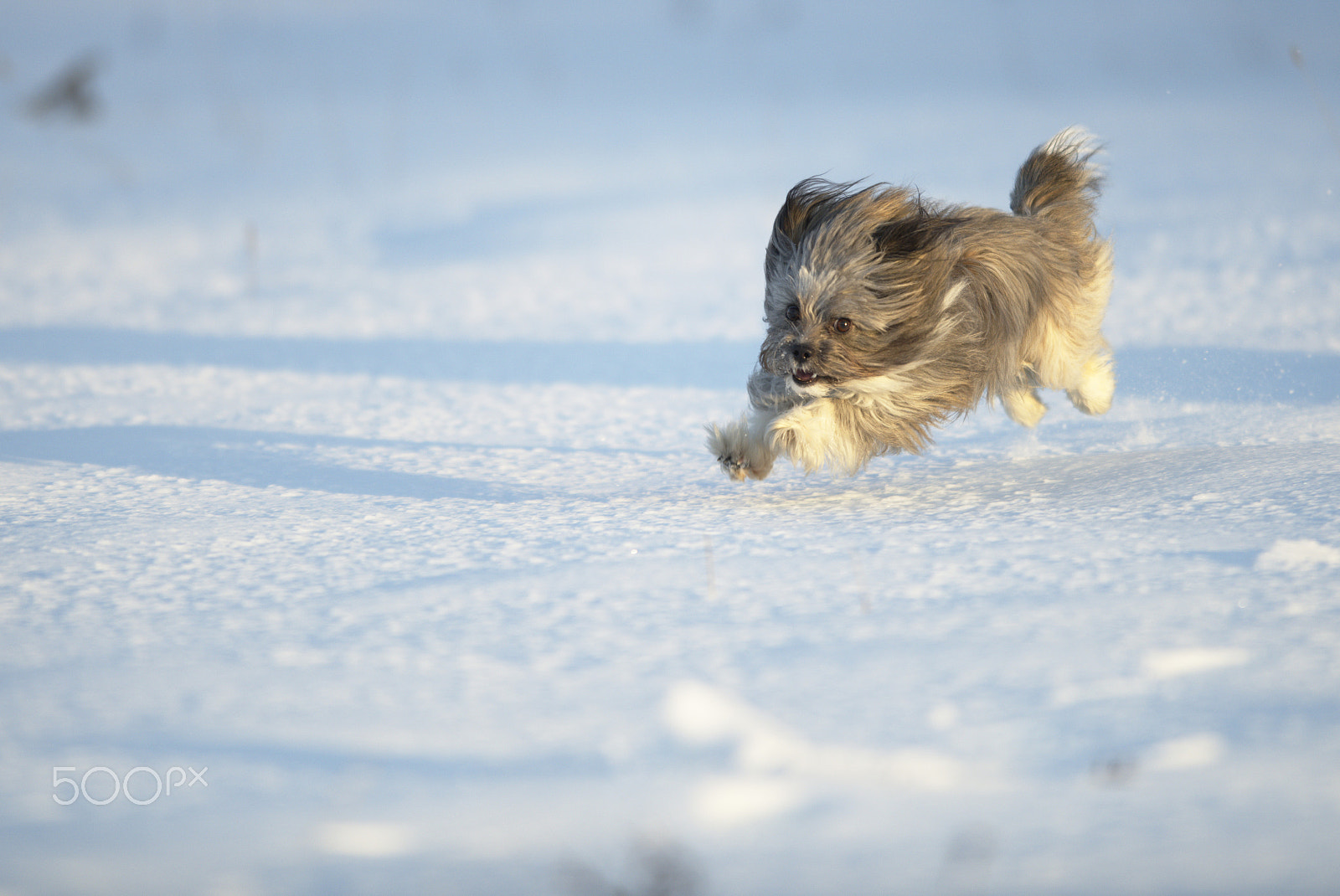 Nikon D810 sample photo. Shanti playing # photography