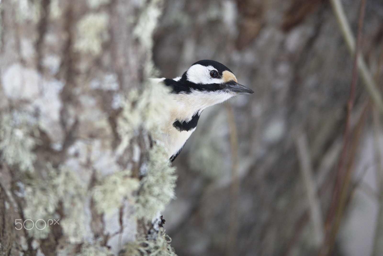 Nikon AF-S Nikkor 400mm F2.8D ED-IF II sample photo. Woodpecker # photography