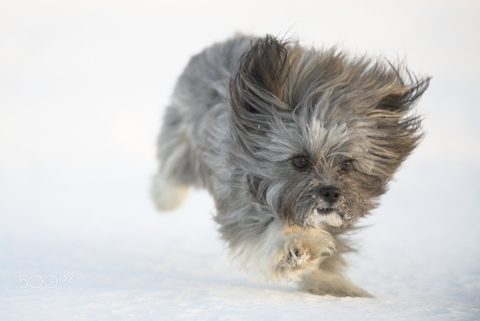 Nikon D810 + Nikon AF-S Nikkor 400mm F2.8D ED-IF II sample photo. Shanti playing #4 photography