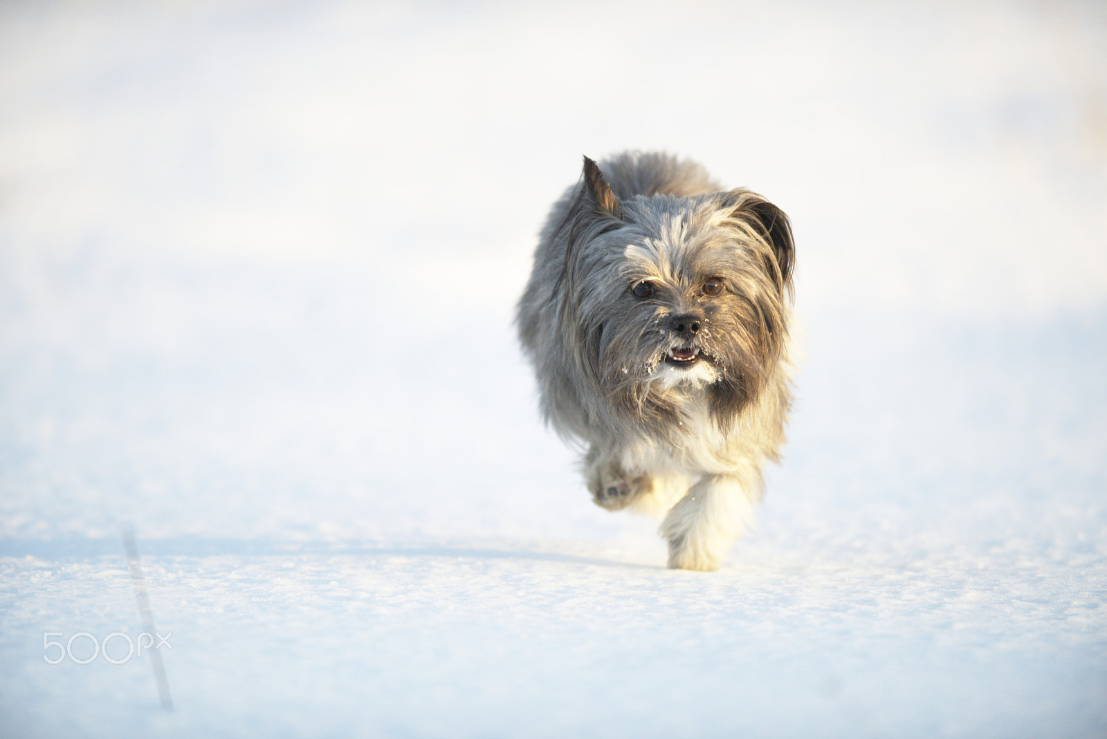 Nikon AF-S Nikkor 400mm F2.8D ED-IF II sample photo. Shanti playing #5 photography