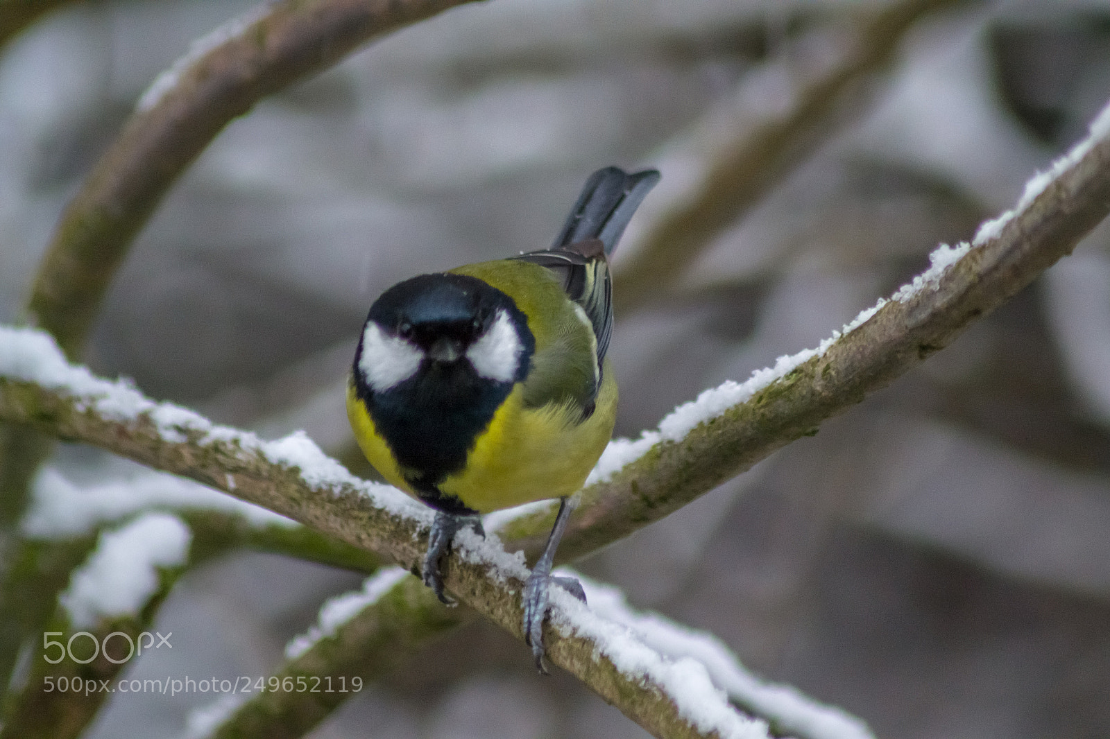 Nikon D3100 sample photo. Great tit photography