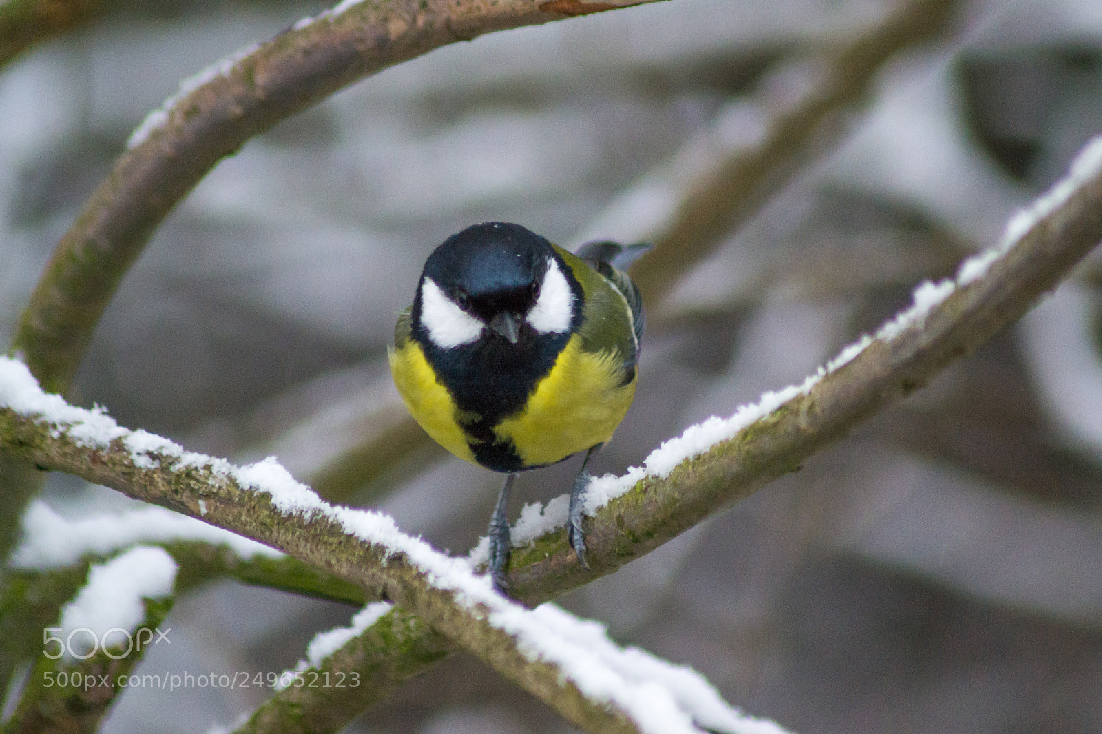 Nikon D3100 sample photo. Great tit photography
