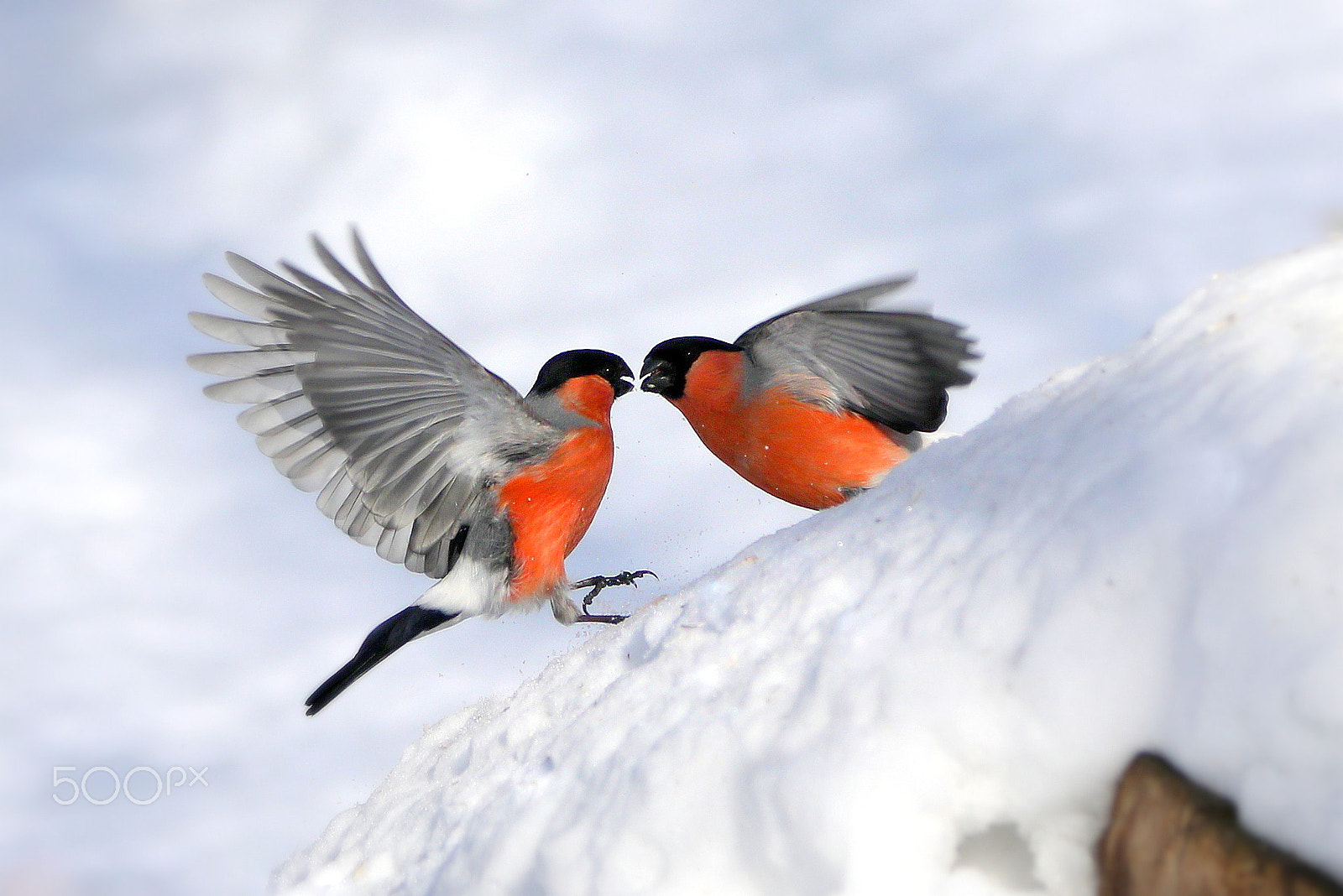 Tamron SP 150-600mm F5-6.3 Di VC USD sample photo. Bullfinches in the forest. photography