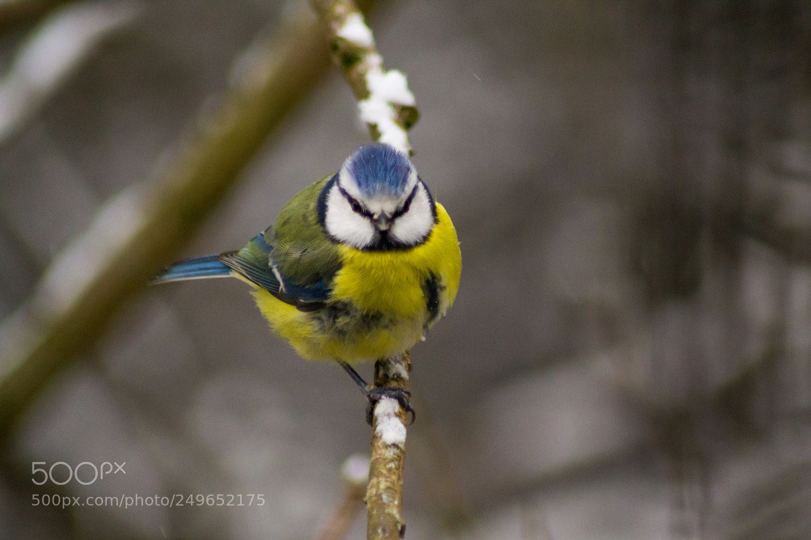 Nikon D3100 sample photo. Blue tit photography