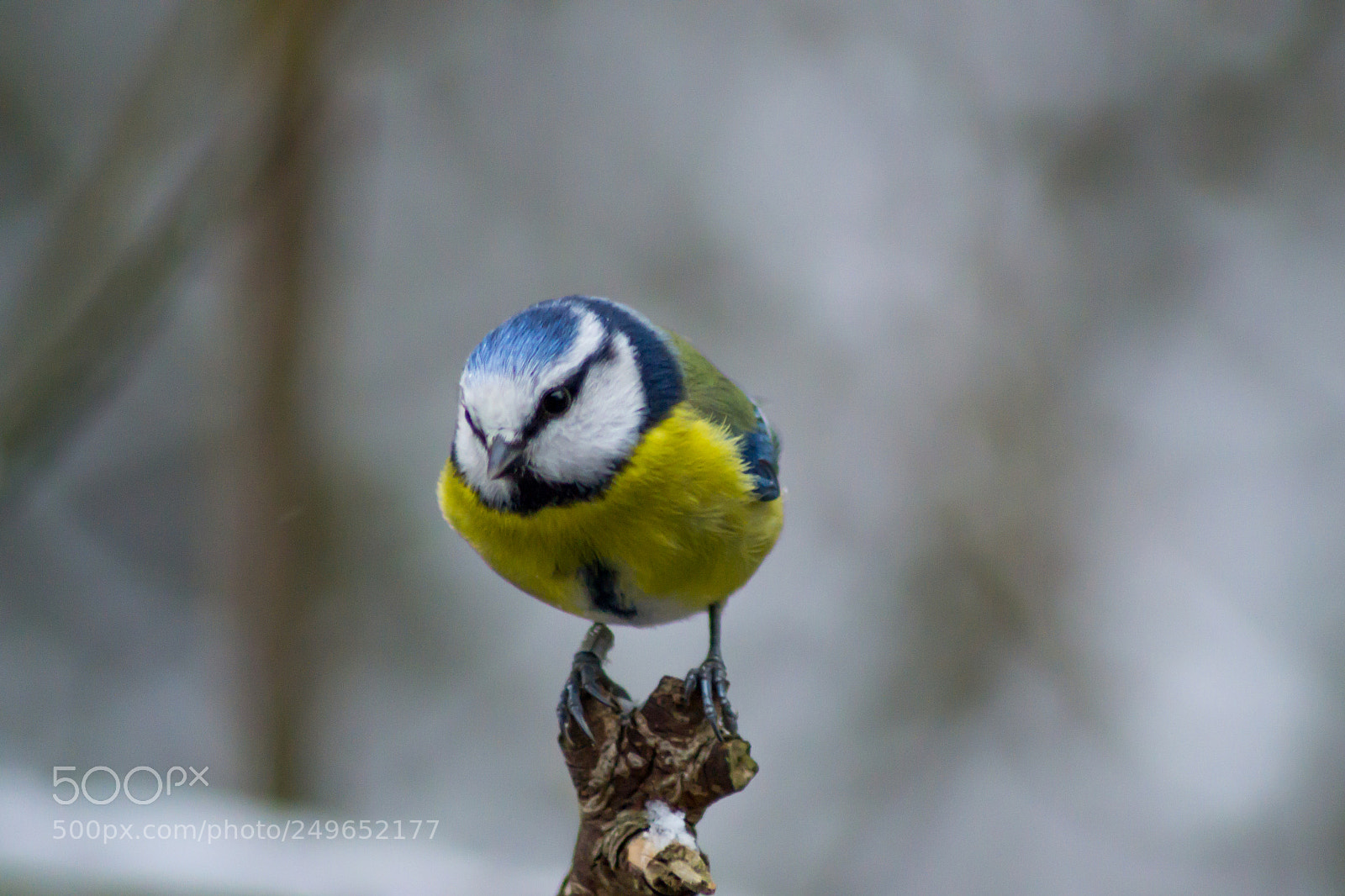 Nikon D3100 sample photo. Blue tit photography