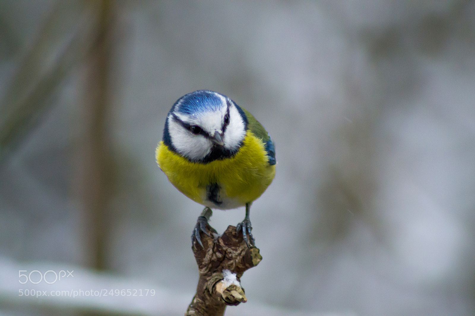 Nikon D3100 sample photo. Blue tit photography