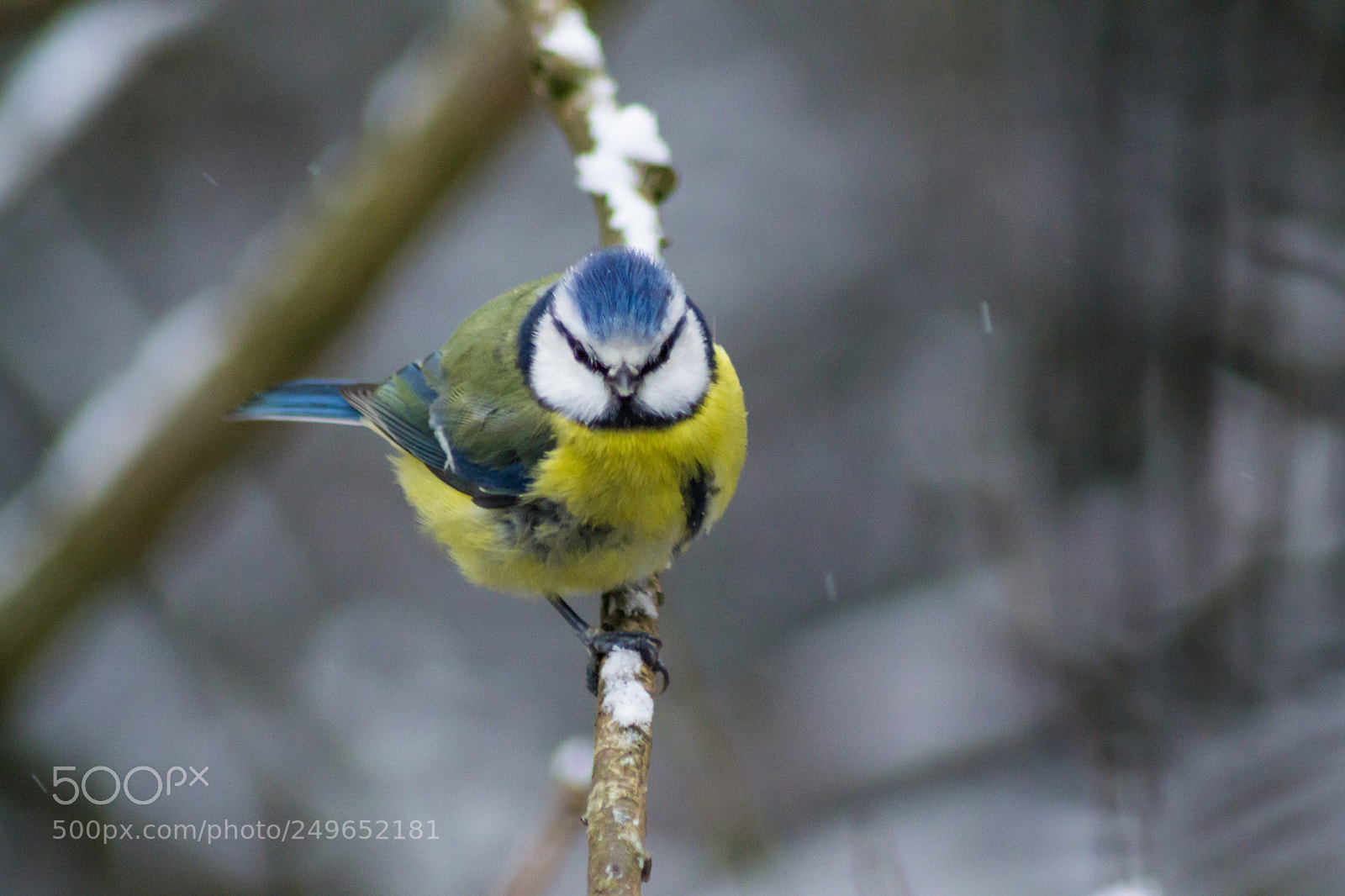 Nikon D3100 sample photo. Blue tit photography