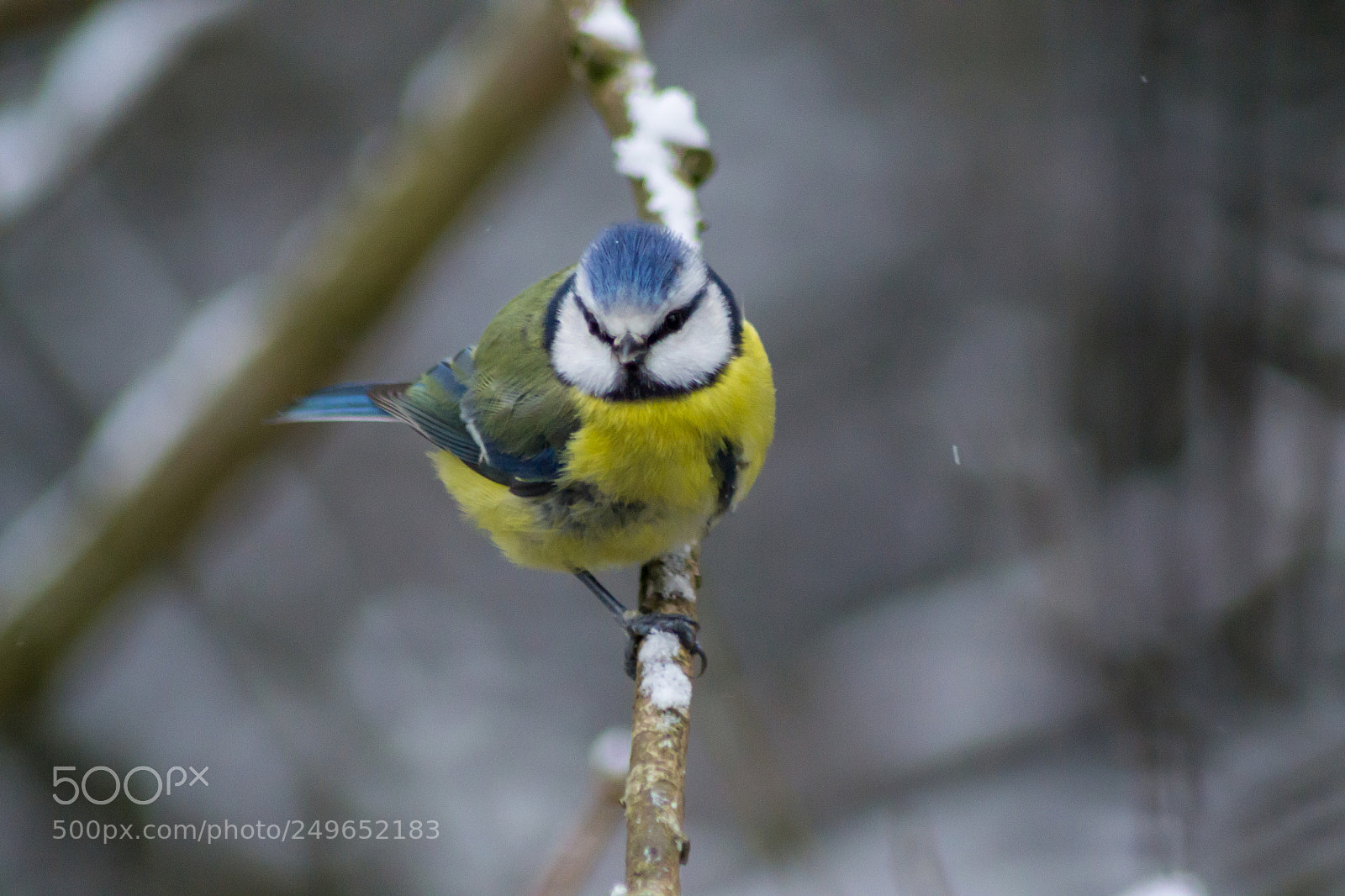 Nikon D3100 sample photo. Blue tit photography