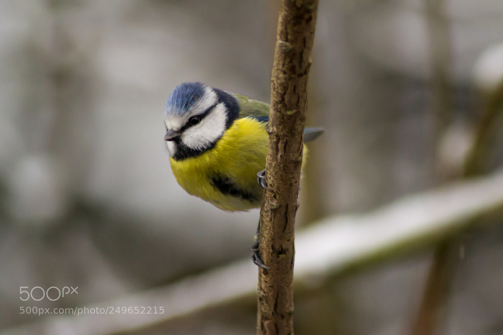 Nikon D3100 sample photo. Blue tit photography
