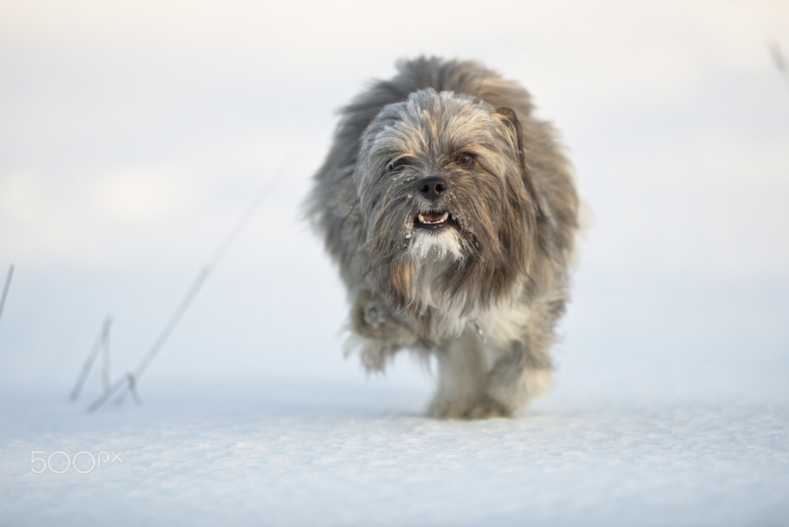 Nikon D810 + Nikon AF-S Nikkor 400mm F2.8D ED-IF II sample photo. Shanti playing #6 photography