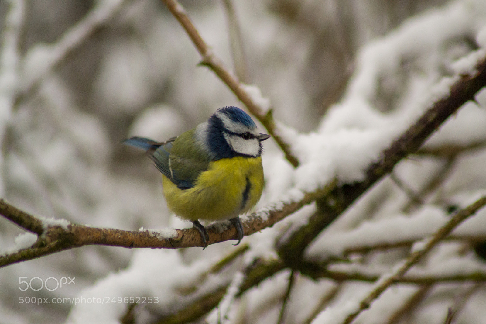 Nikon D3100 sample photo. Blue tit photography