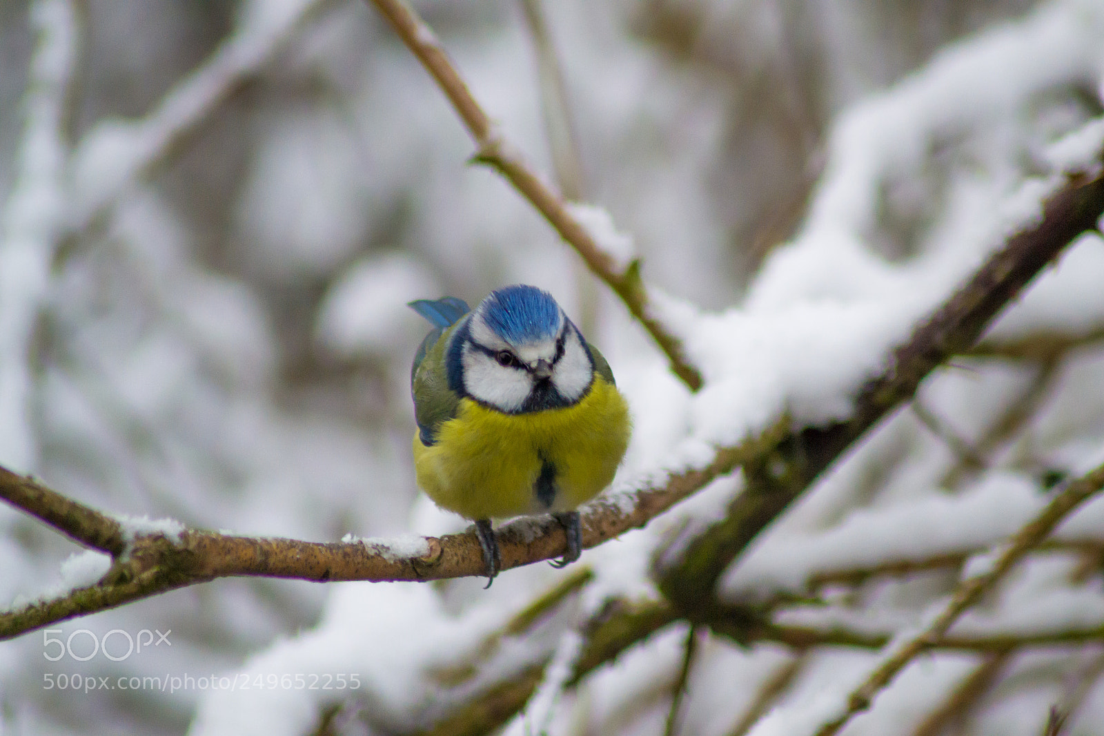Nikon D3100 sample photo. Blue tit photography
