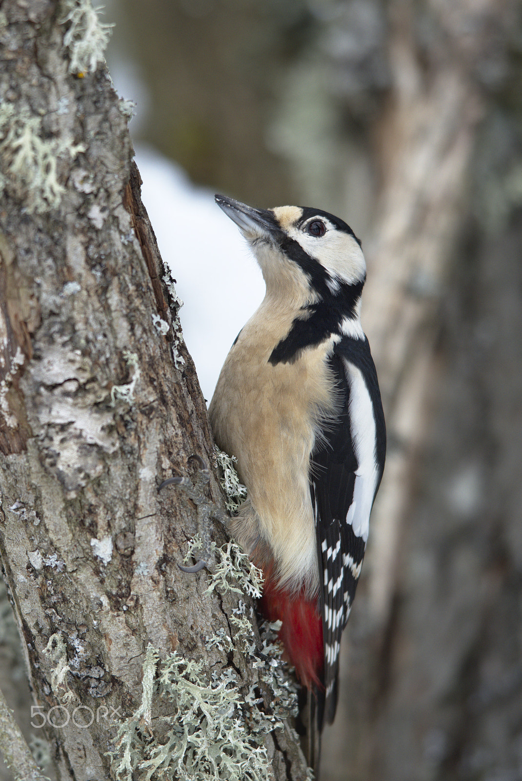 Nikon AF-S Nikkor 400mm F2.8D ED-IF II sample photo. Woodpecker # photography