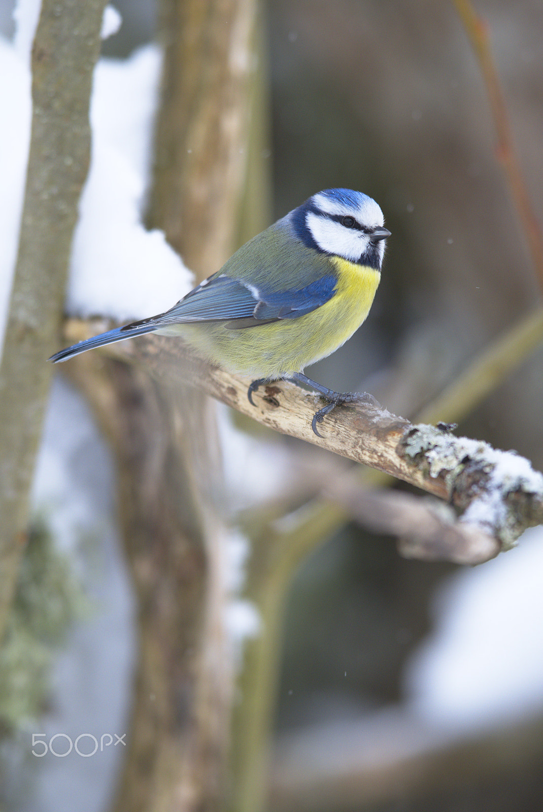 Nikon D810 sample photo. Blue tit side view photography