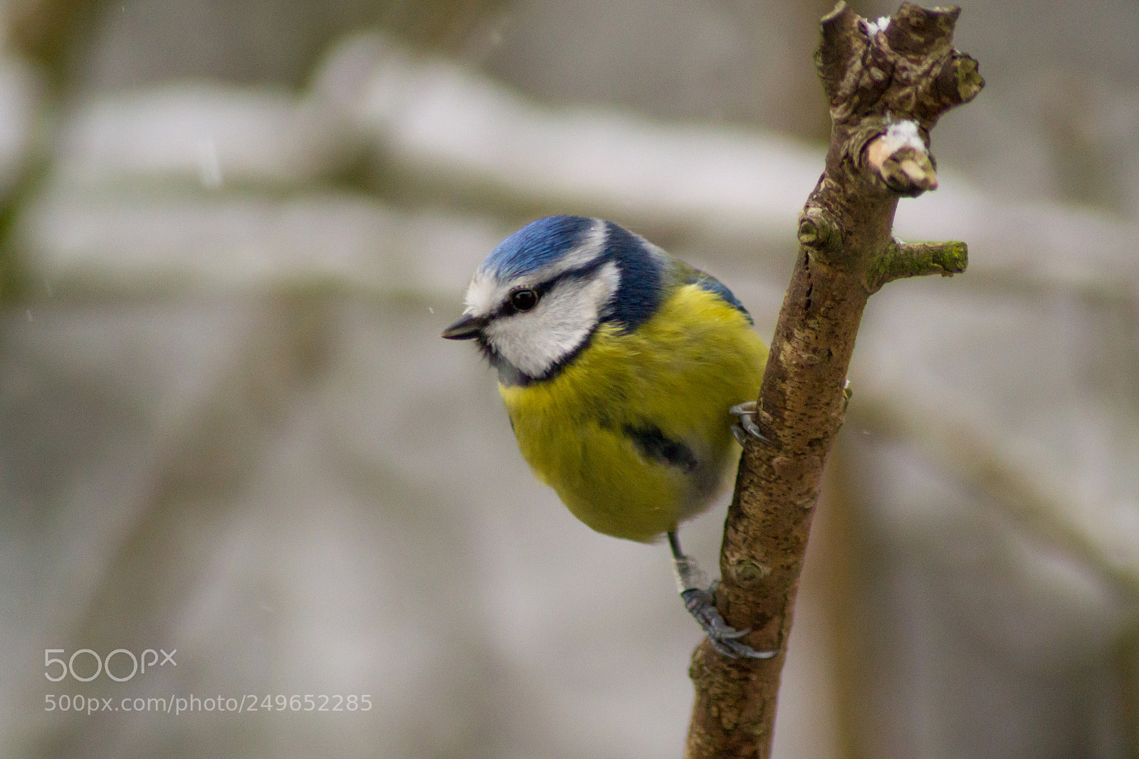 Nikon D3100 sample photo. Blue tit photography