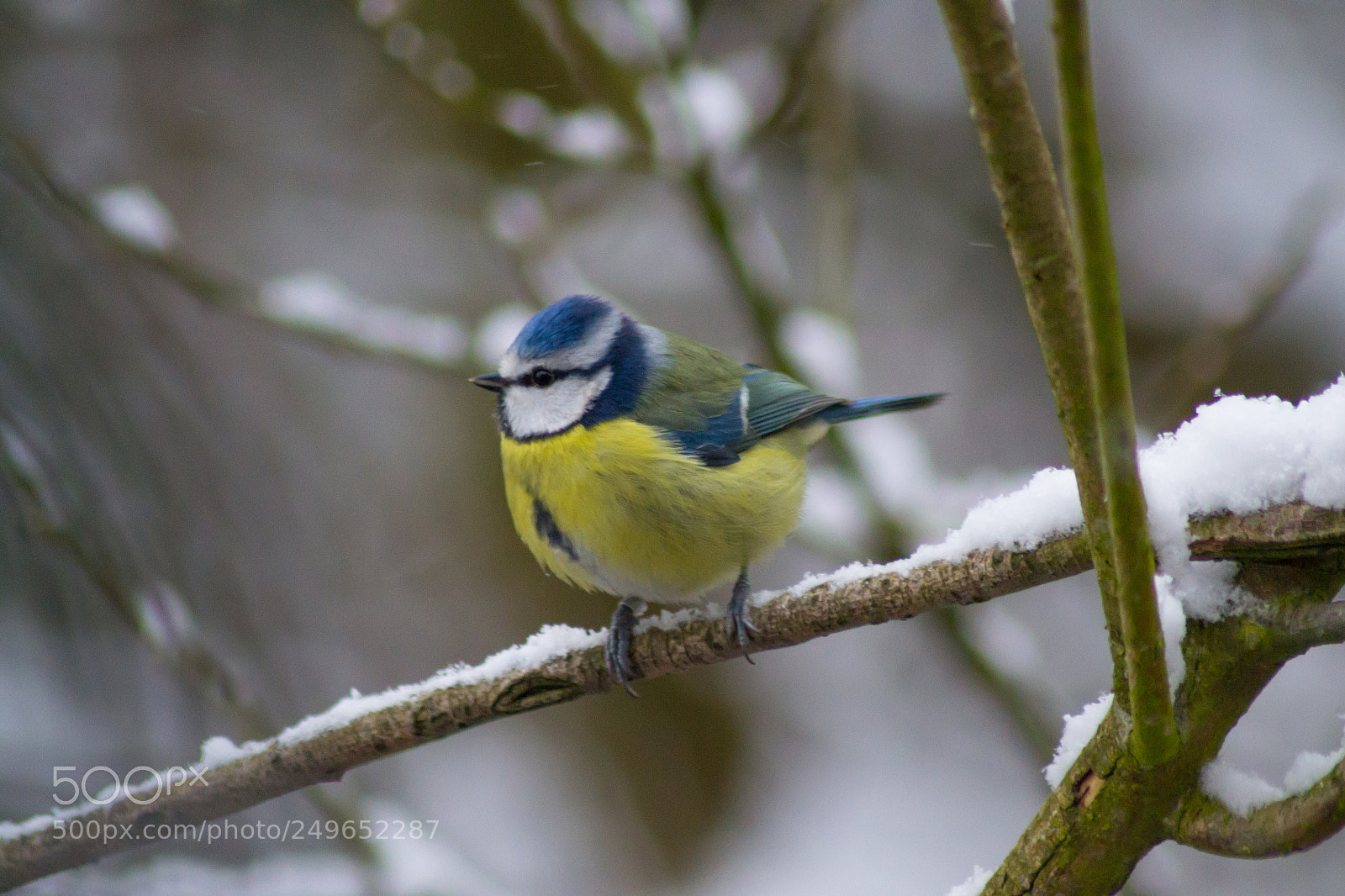 Nikon D3100 sample photo. Blue tit photography