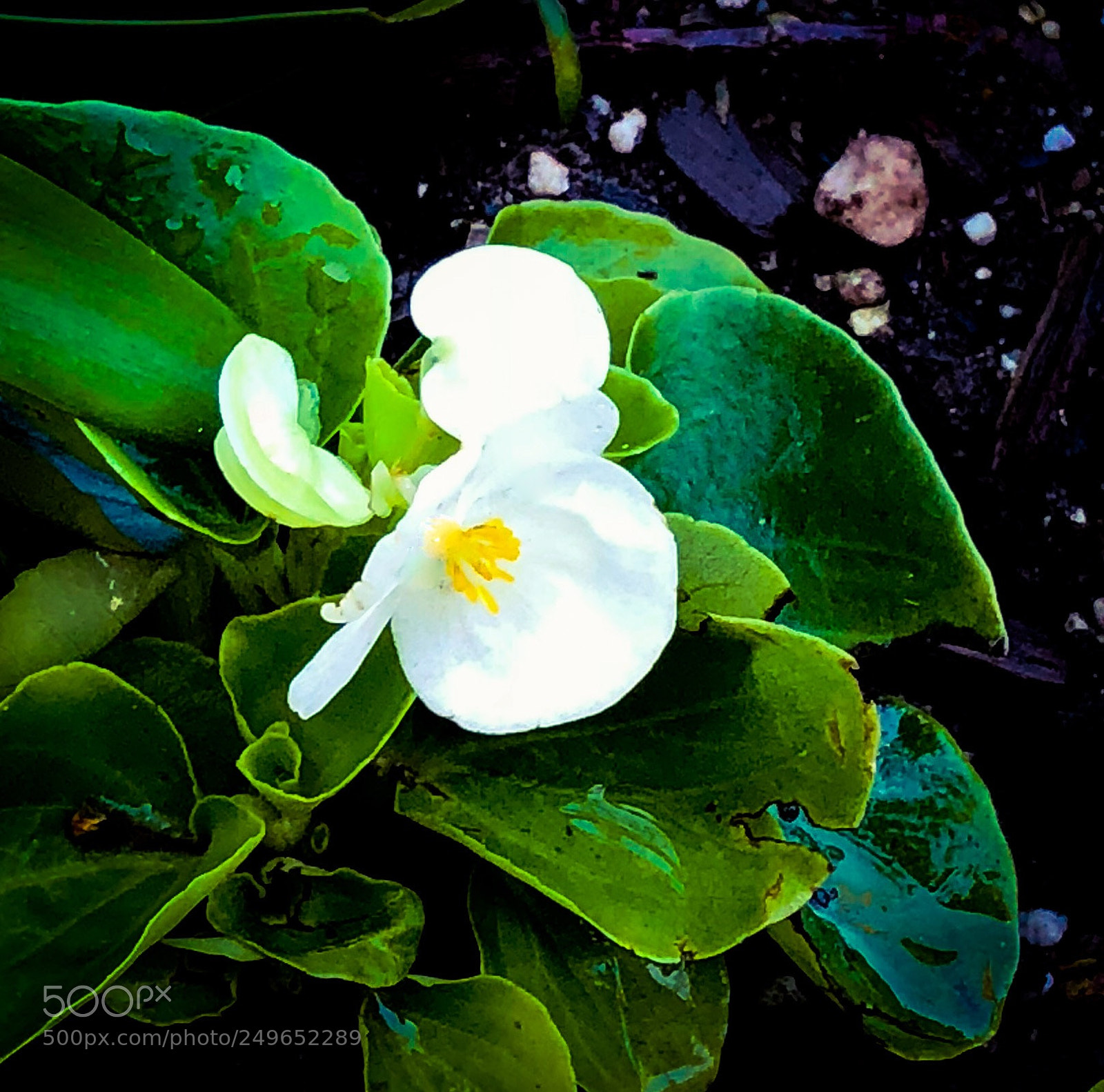 Apple iPhone 8 Plus sample photo. Pretty white flower photography