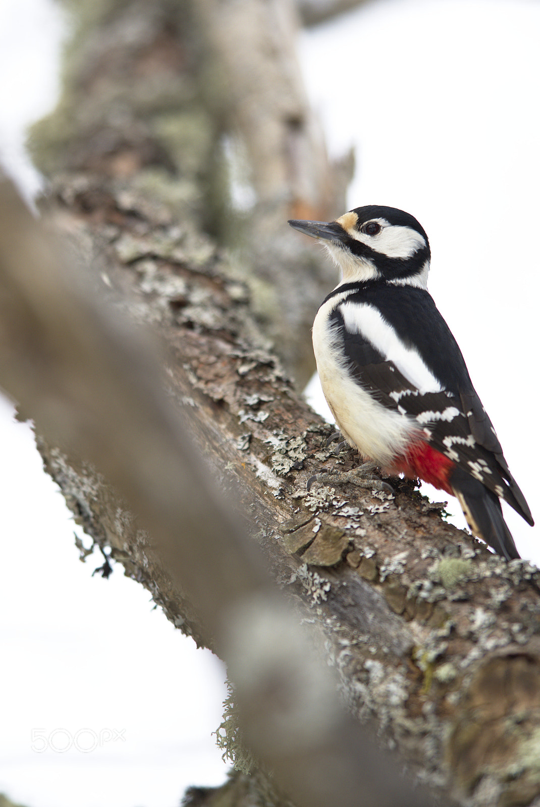 Nikon D810 + Nikon AF-S Nikkor 400mm F2.8D ED-IF II sample photo. Woodpecker # photography