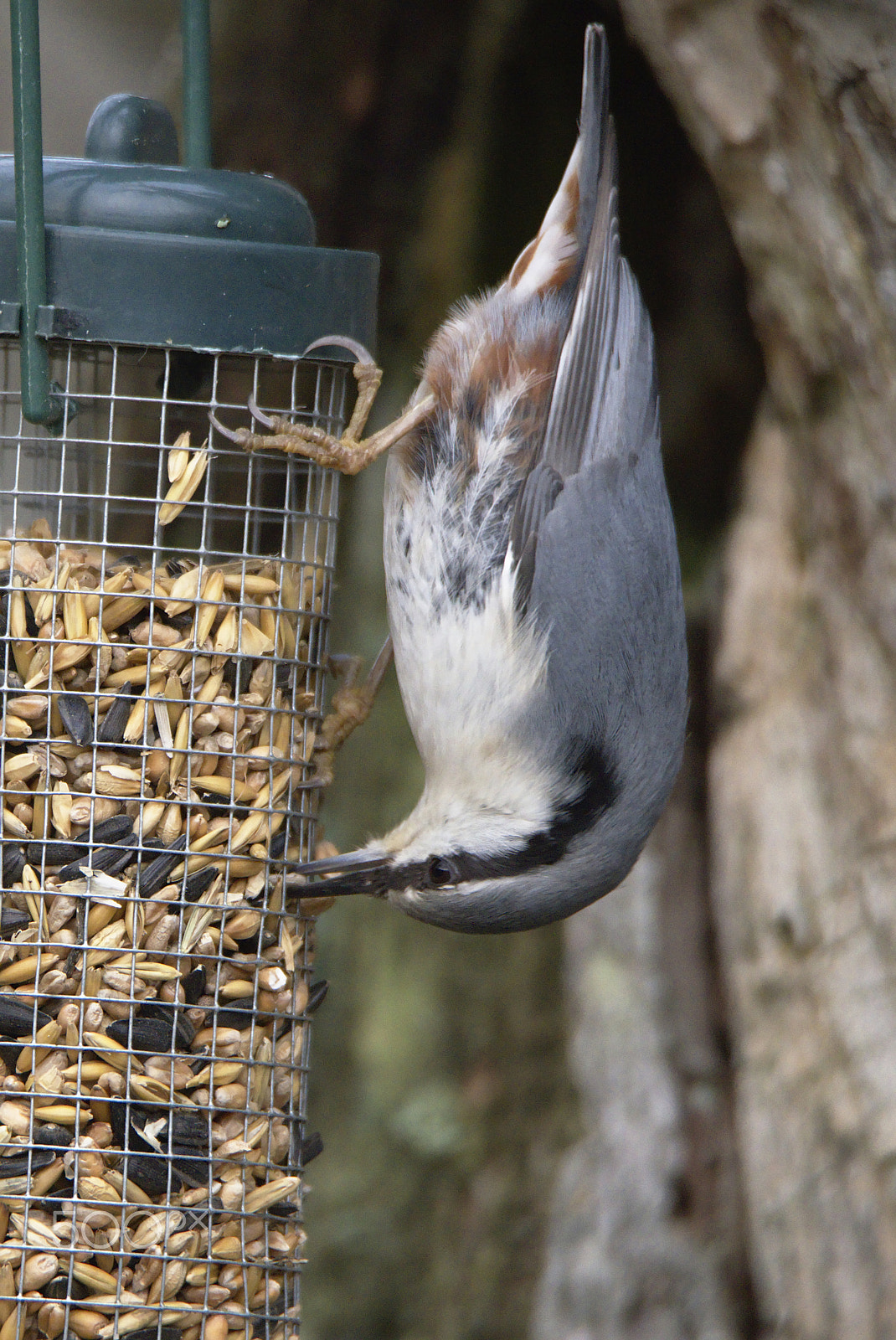 Nikon D810 sample photo. Eurasian nuthatch #1 photography
