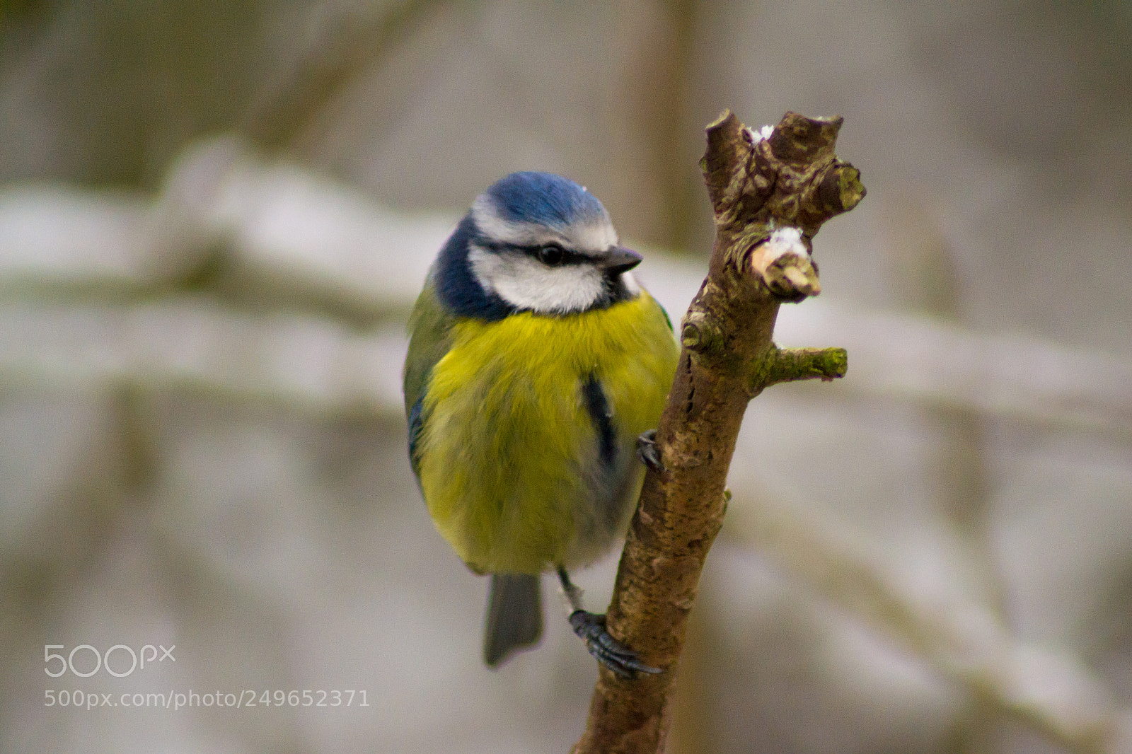 Nikon D3100 sample photo. Blue tit photography