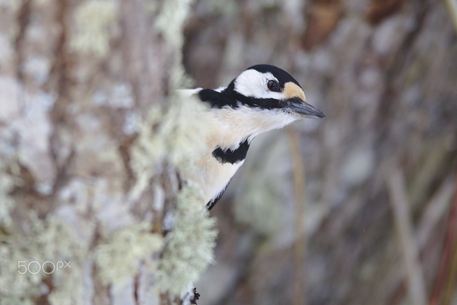 Nikon D810 sample photo. Woodpecker # photography