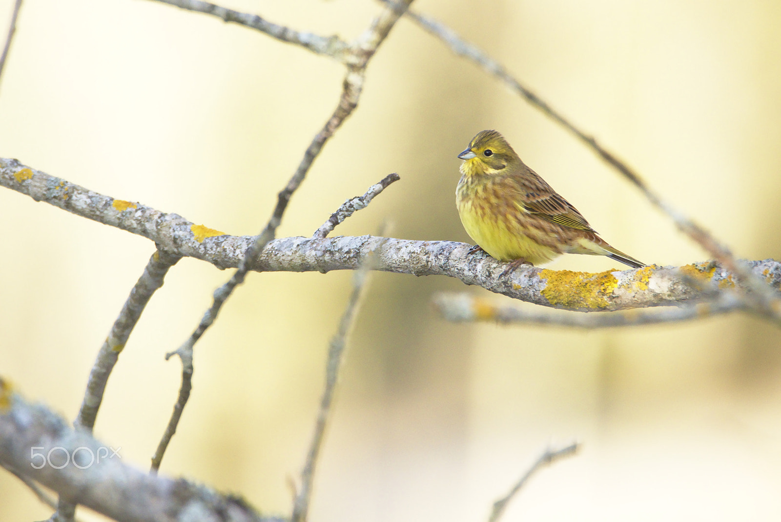Nikon D810 sample photo. Yellowhammer photography