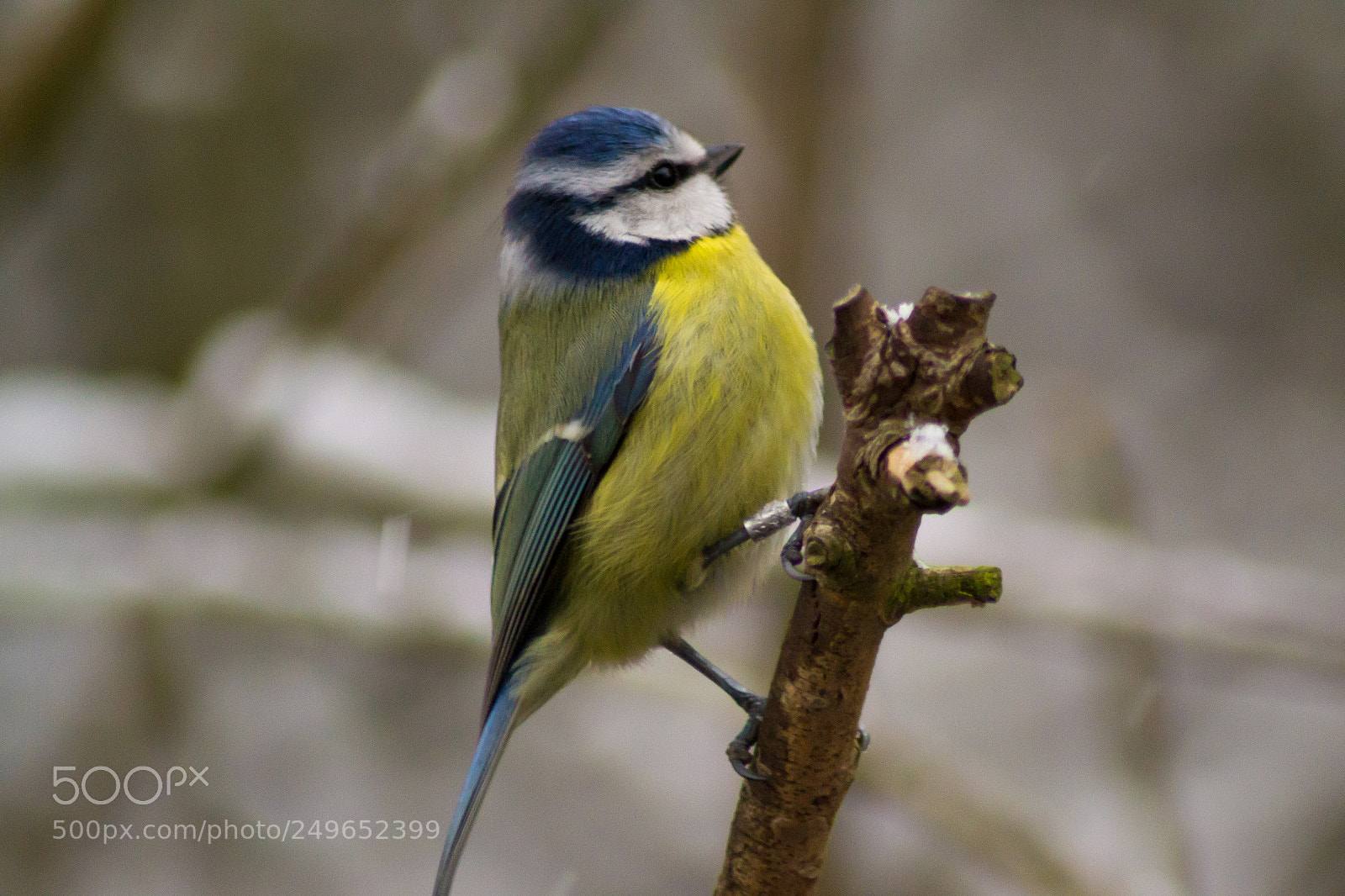 Nikon D3100 sample photo. Blue tit photography