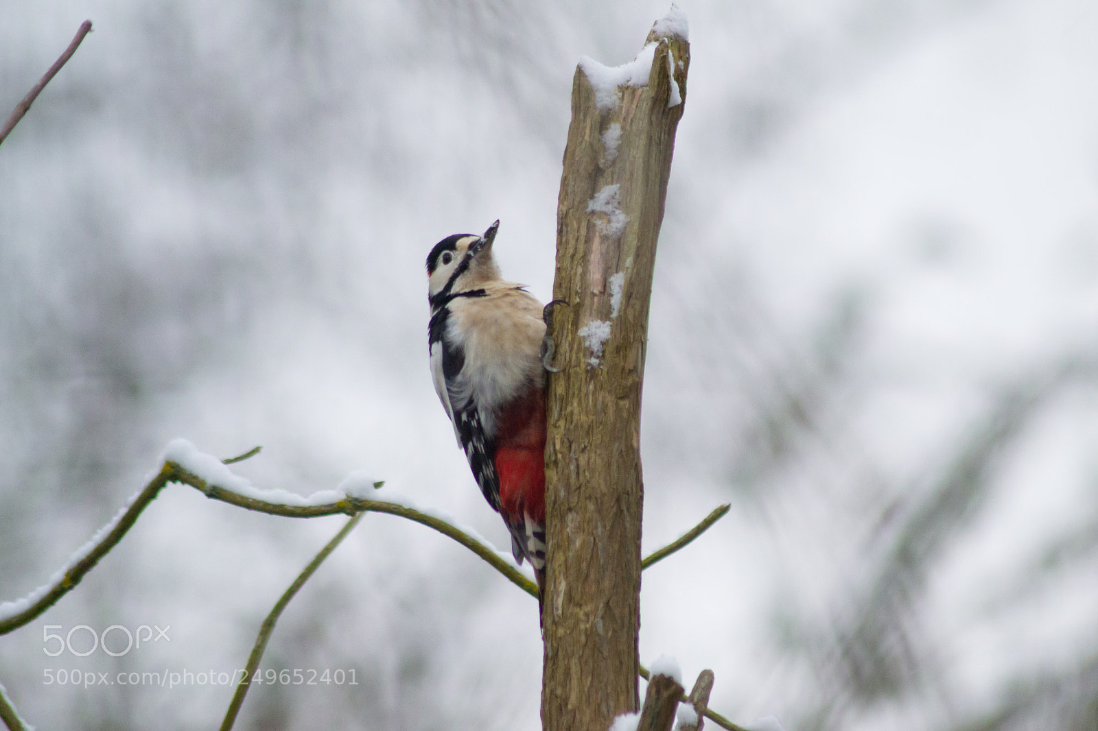 Nikon D3100 sample photo. Great spotted woodpecker photography