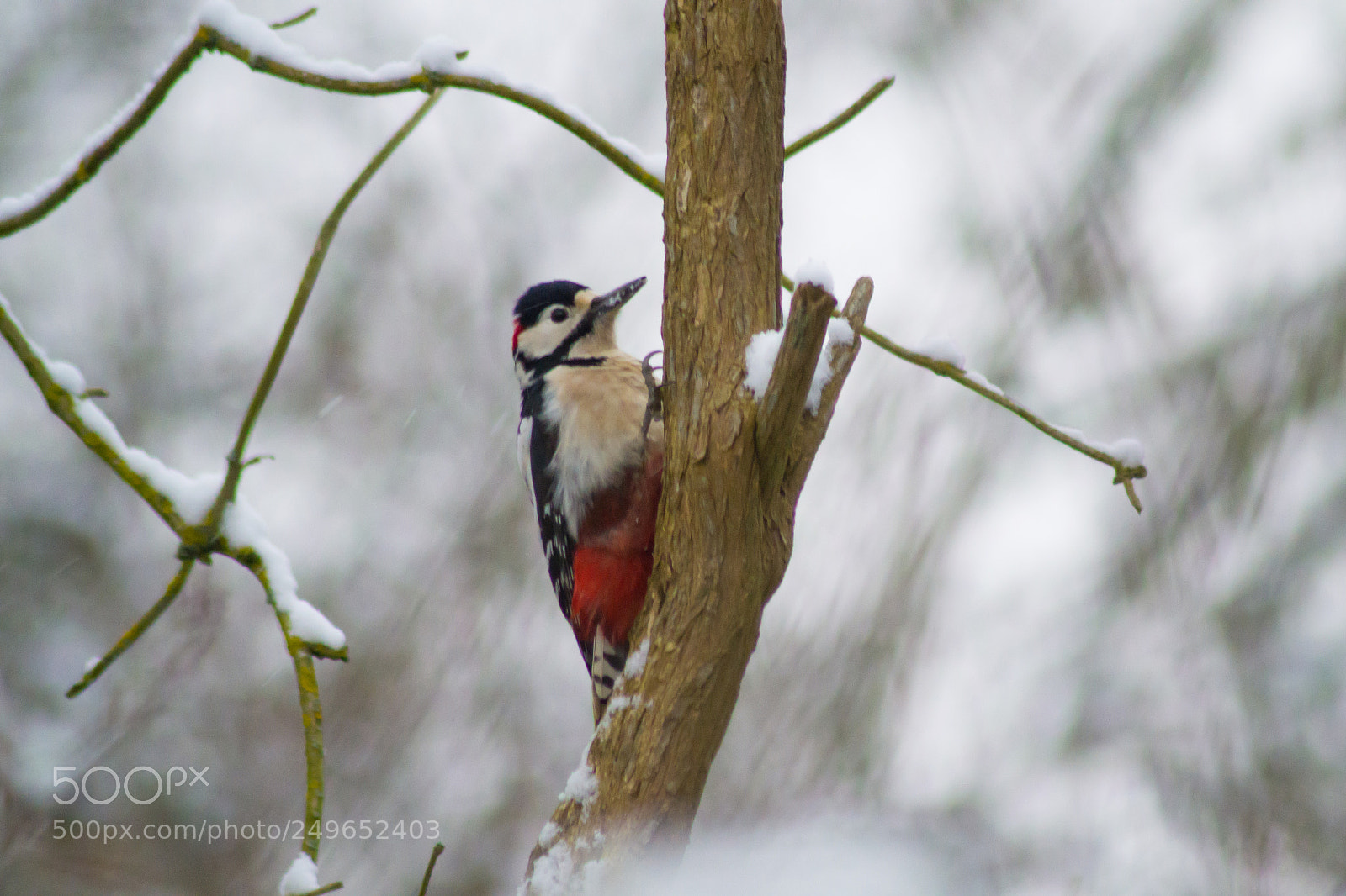 Nikon D3100 sample photo. Great spotted woodpecker photography