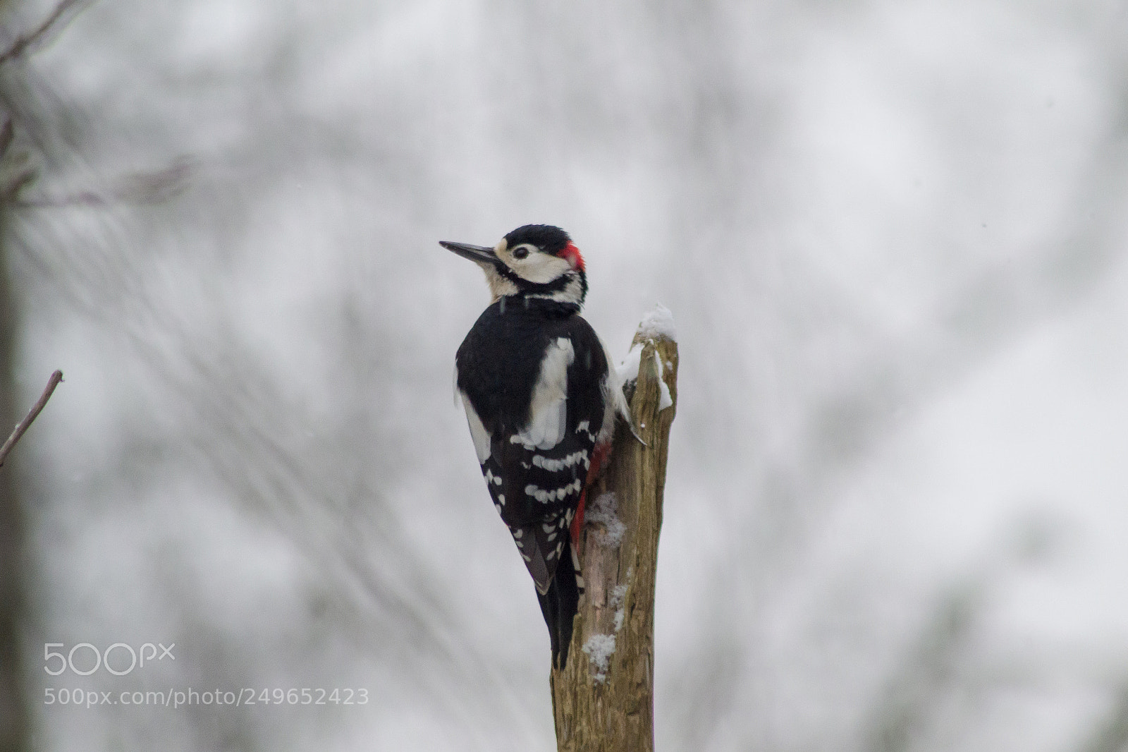 Nikon D3100 sample photo. Great spotted woodpecker photography
