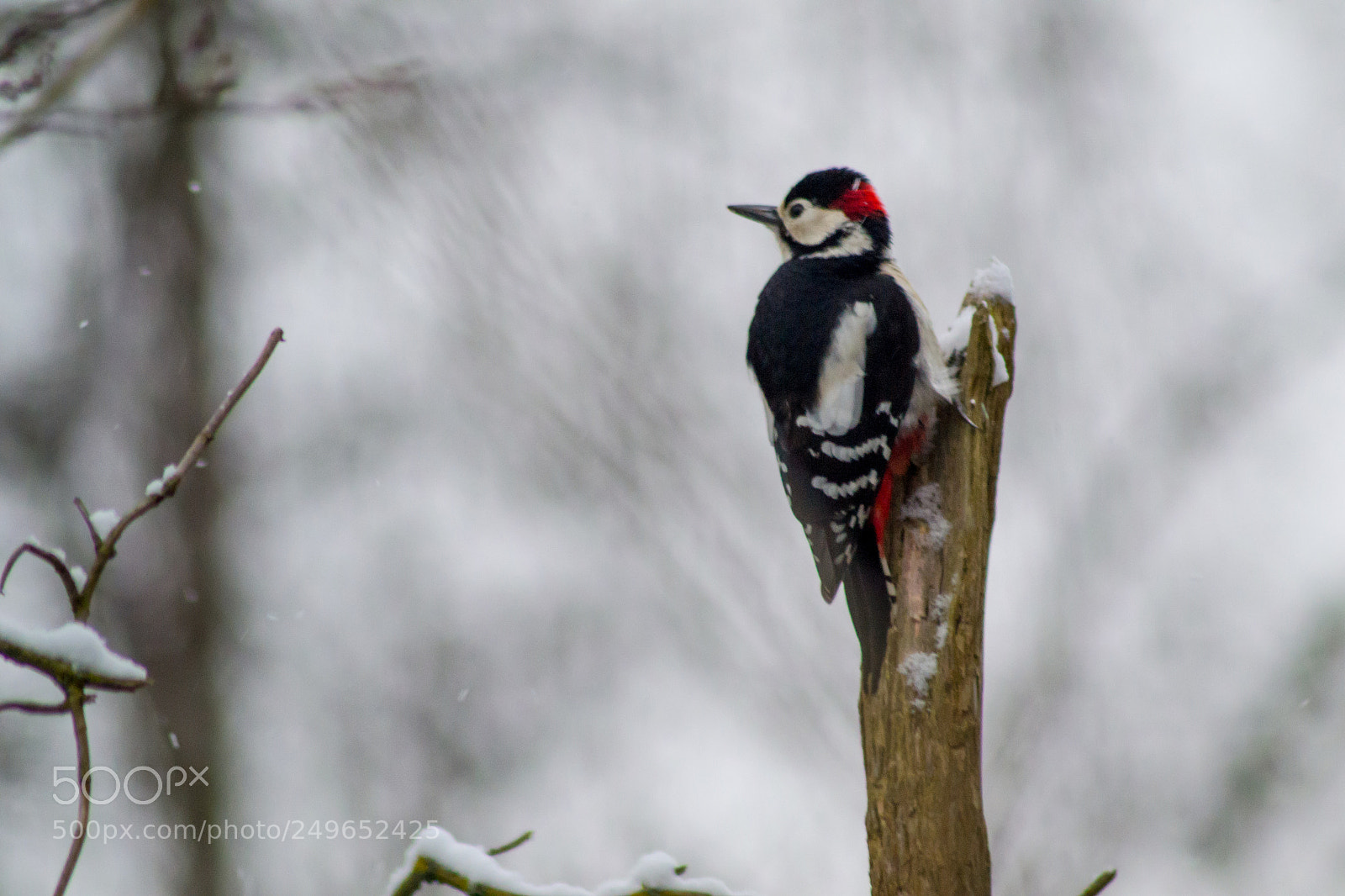 Nikon D3100 sample photo. Great spotted woodpecker photography