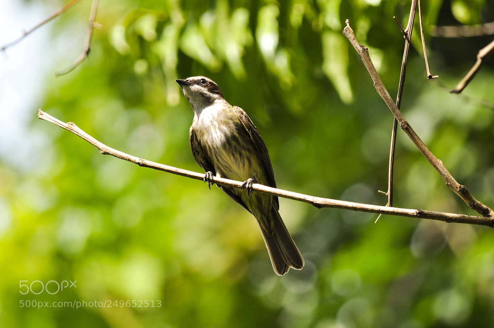 Nikon D5000 sample photo. Bem-te-vi pirata (legatus leucophaius) photography