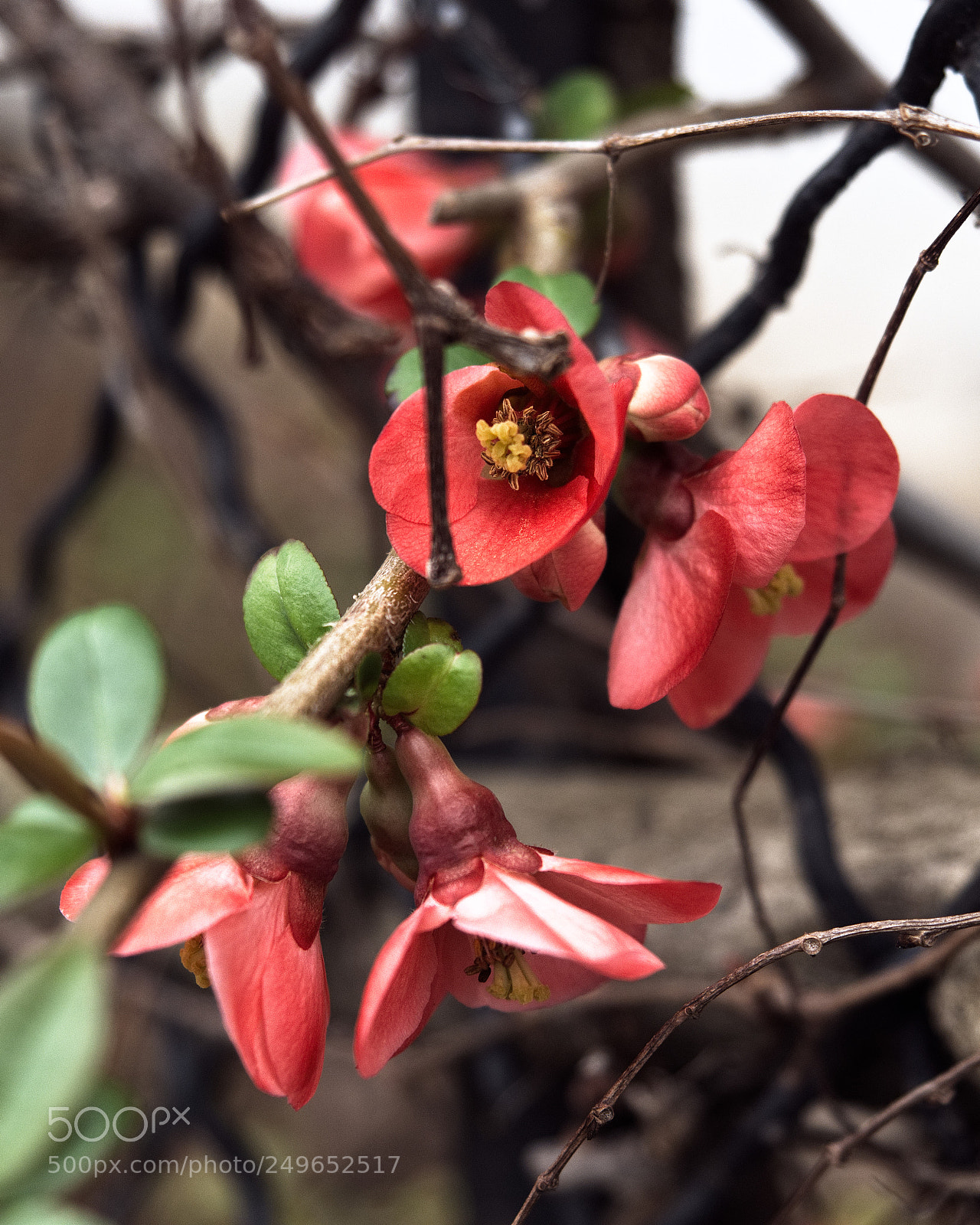 Panasonic Lumix DC-GH5 sample photo. *** photography