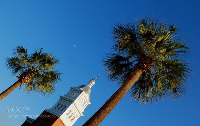 Nikon D60 sample photo. Td photography