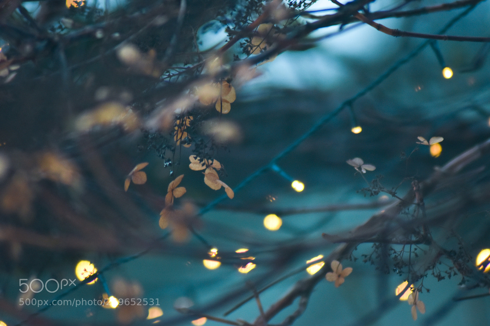 Nikon D5500 sample photo. Untitled photography
