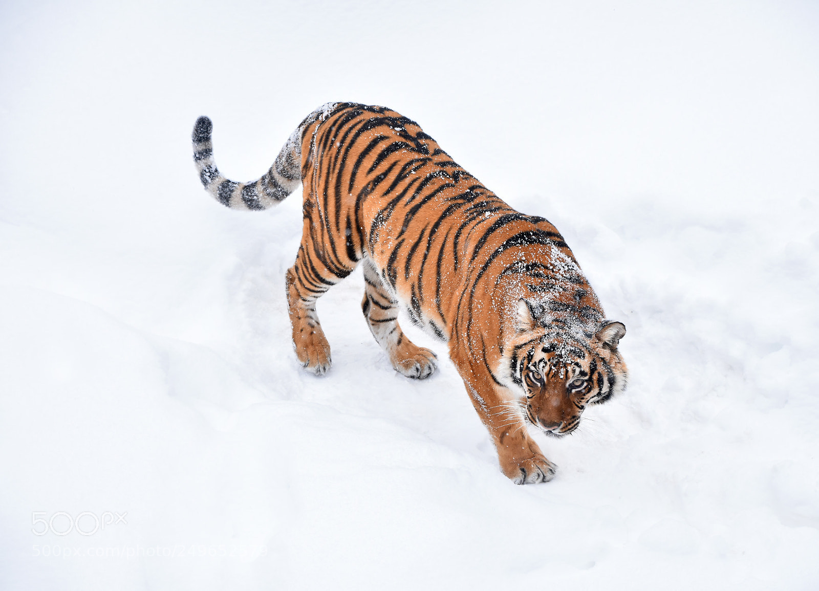 Nikon D5500 sample photo. Siberian tiger standing in photography