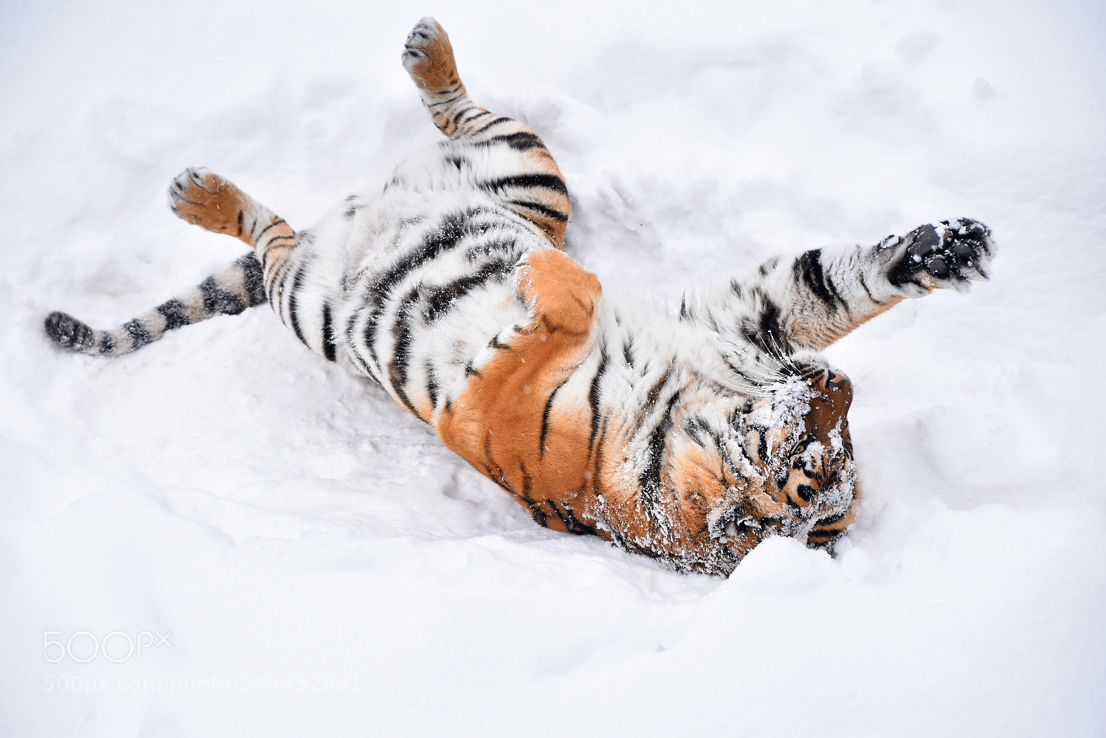 Nikon D5500 sample photo. Siberian tiger playing in photography