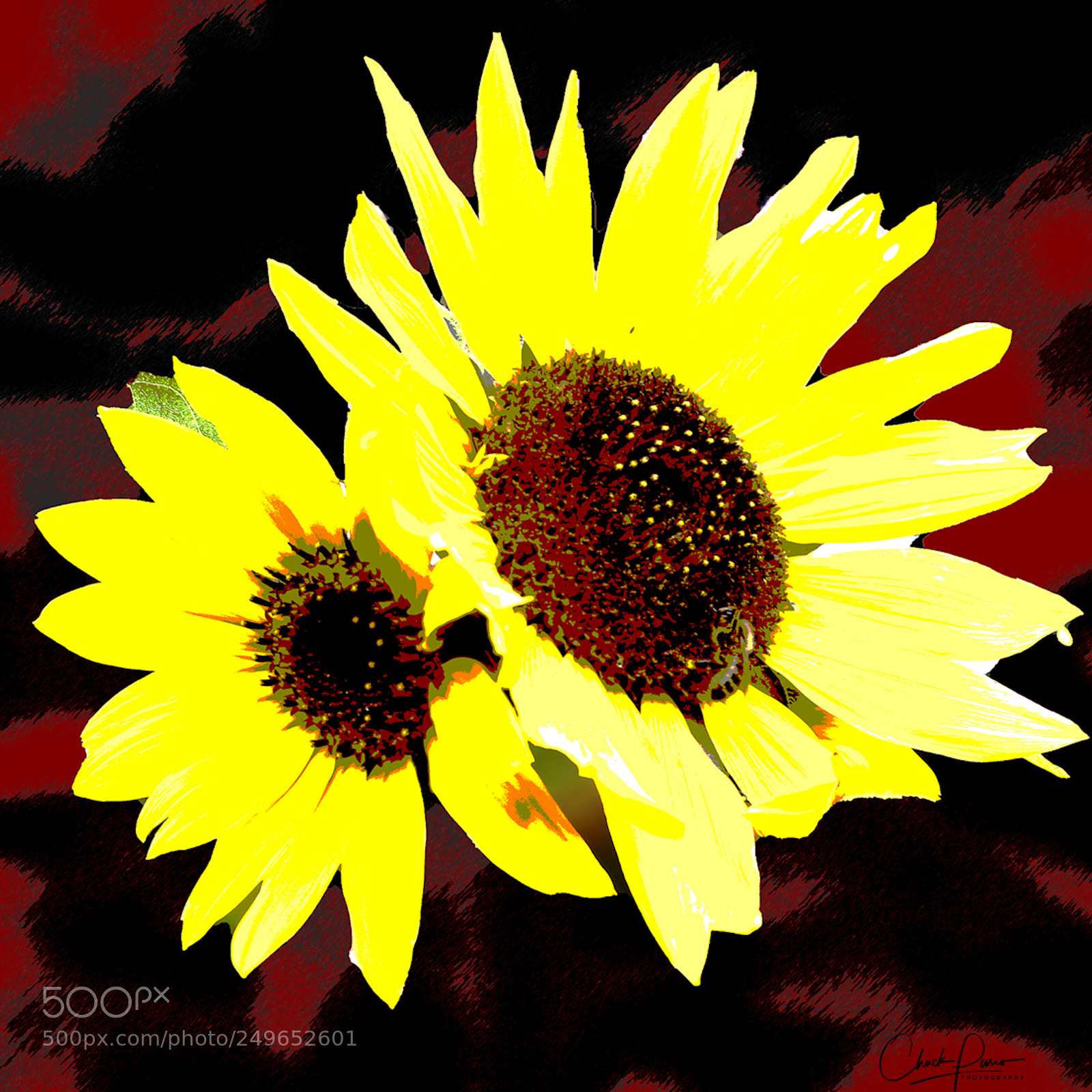 Canon EOS 6D Mark II sample photo. Warholesque sunflowers photography