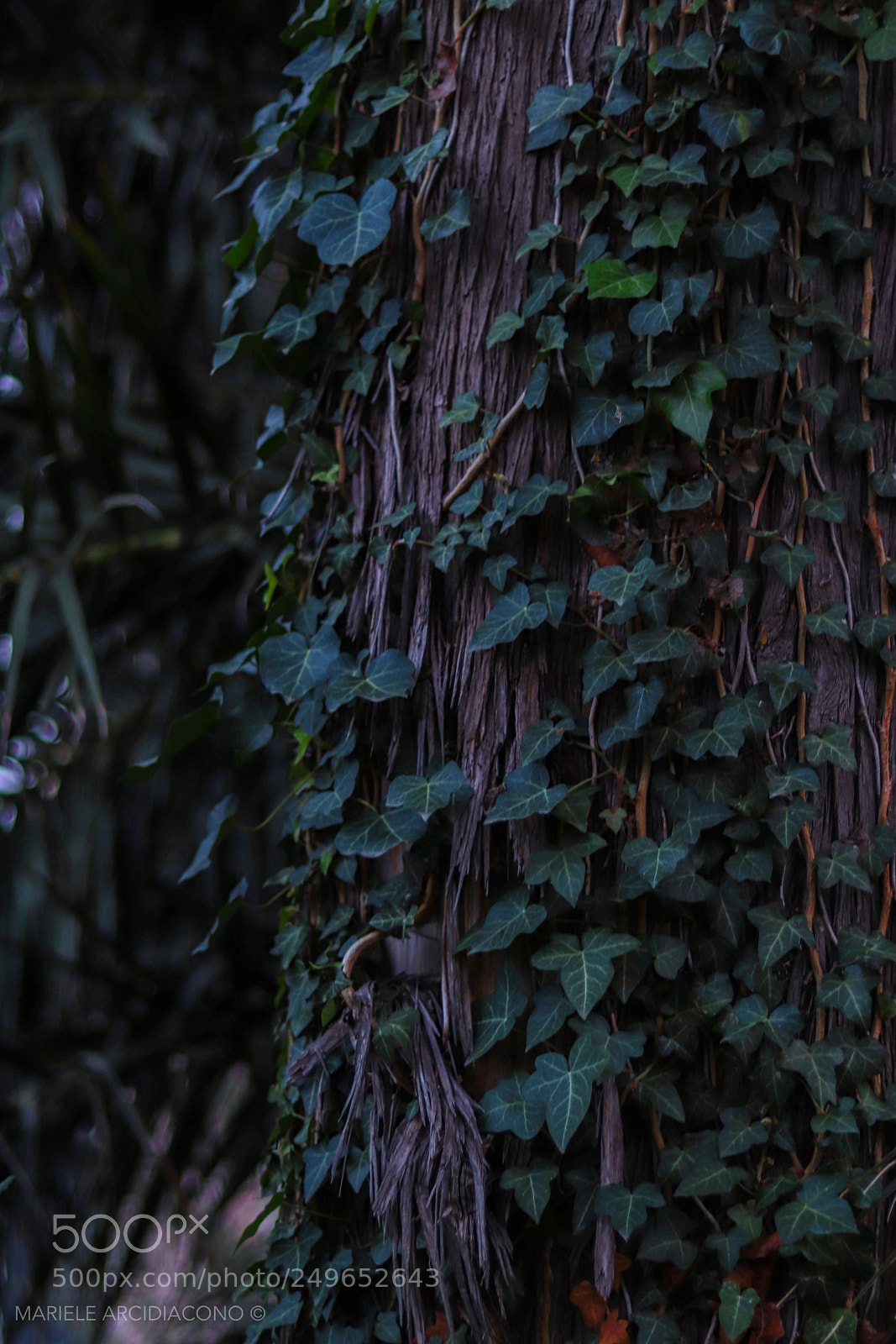 Canon EOS 200D (EOS Rebel SL2 / EOS Kiss X9) sample photo. Climbing leaves photography
