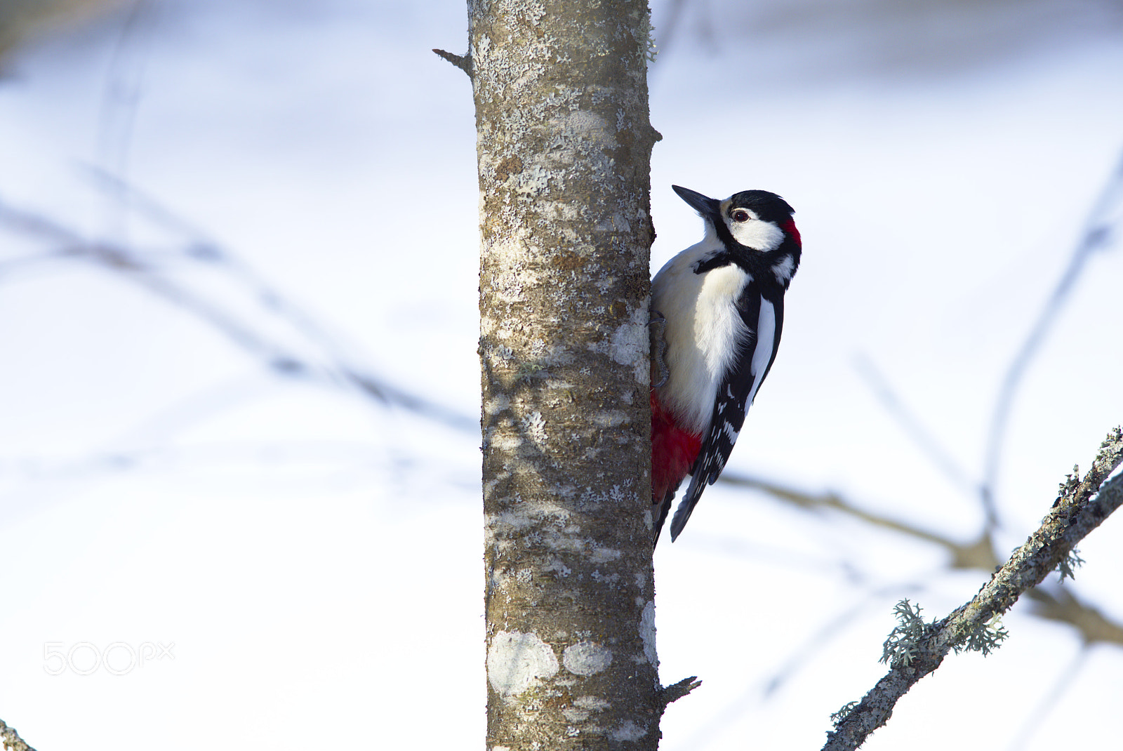 Nikon D810 + Nikon AF-S Nikkor 400mm F2.8D ED-IF II sample photo. Woodpecker # photography