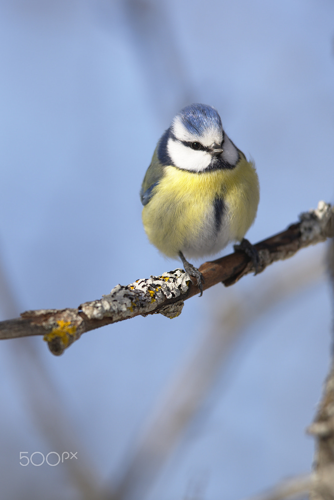 Nikon AF-S Nikkor 400mm F2.8D ED-IF II sample photo. Front view blue tit! photography