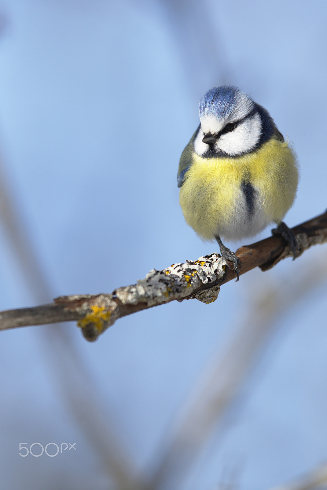 Nikon D810 sample photo. Blue tit front view, head turned photography