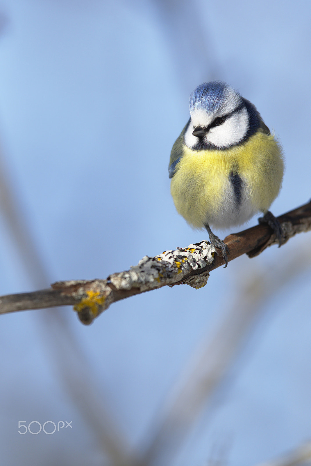 Nikon AF-S Nikkor 400mm F2.8D ED-IF II sample photo. Blue tit front view, head turned photography